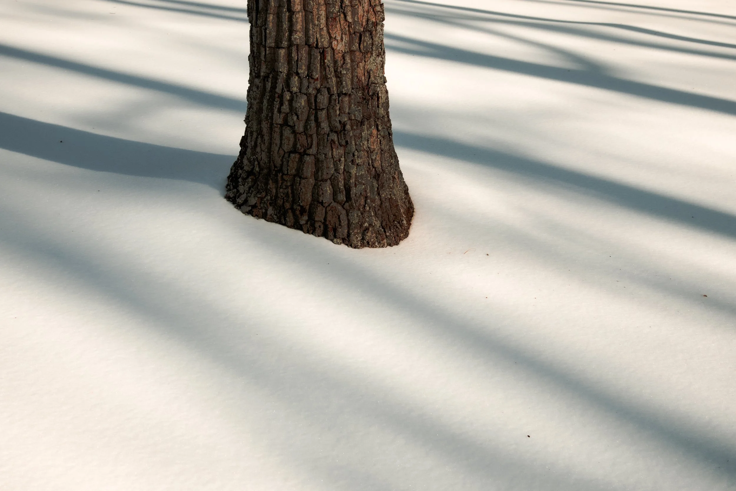 A tree trunk in the snow with shadows cast on the snow surface.