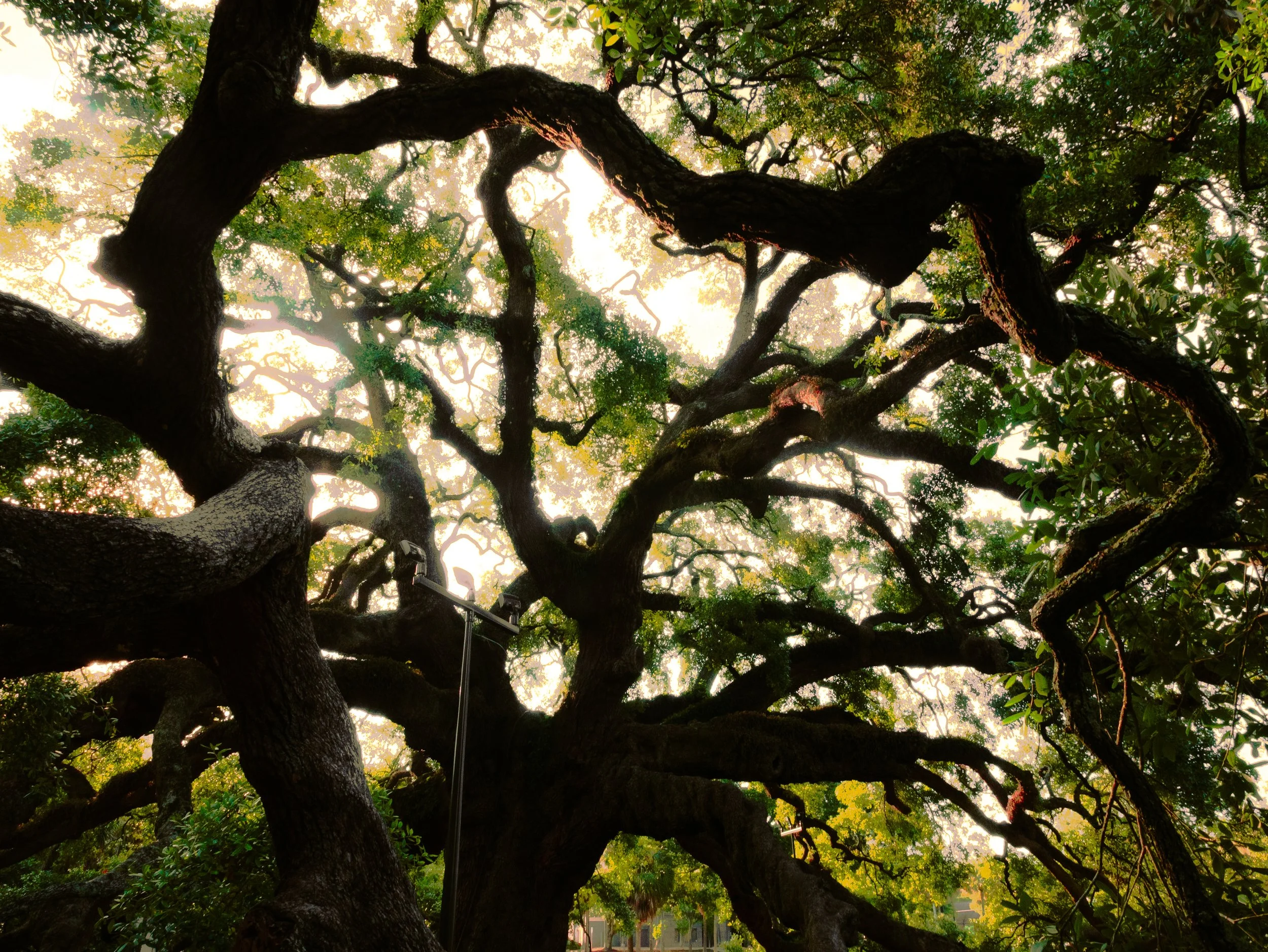 Looking up at the branches and leaves of a large, old tree with a thick trunk, during daytime with sunlight filtering through the foliage.