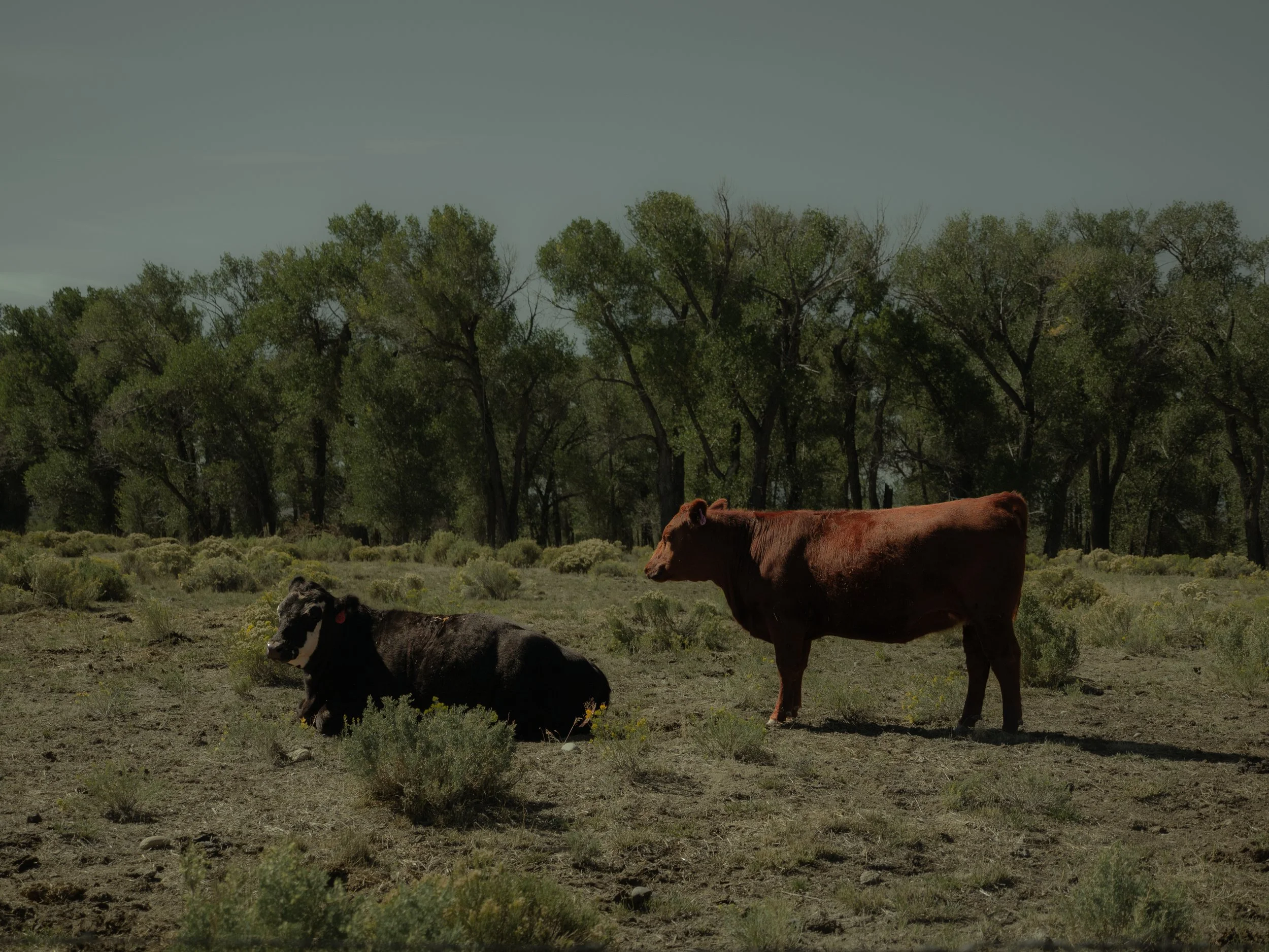Two cows, one black and white, and one brown, standing on a grassy field with shrubs and tall green trees in the background under a clear sky.
