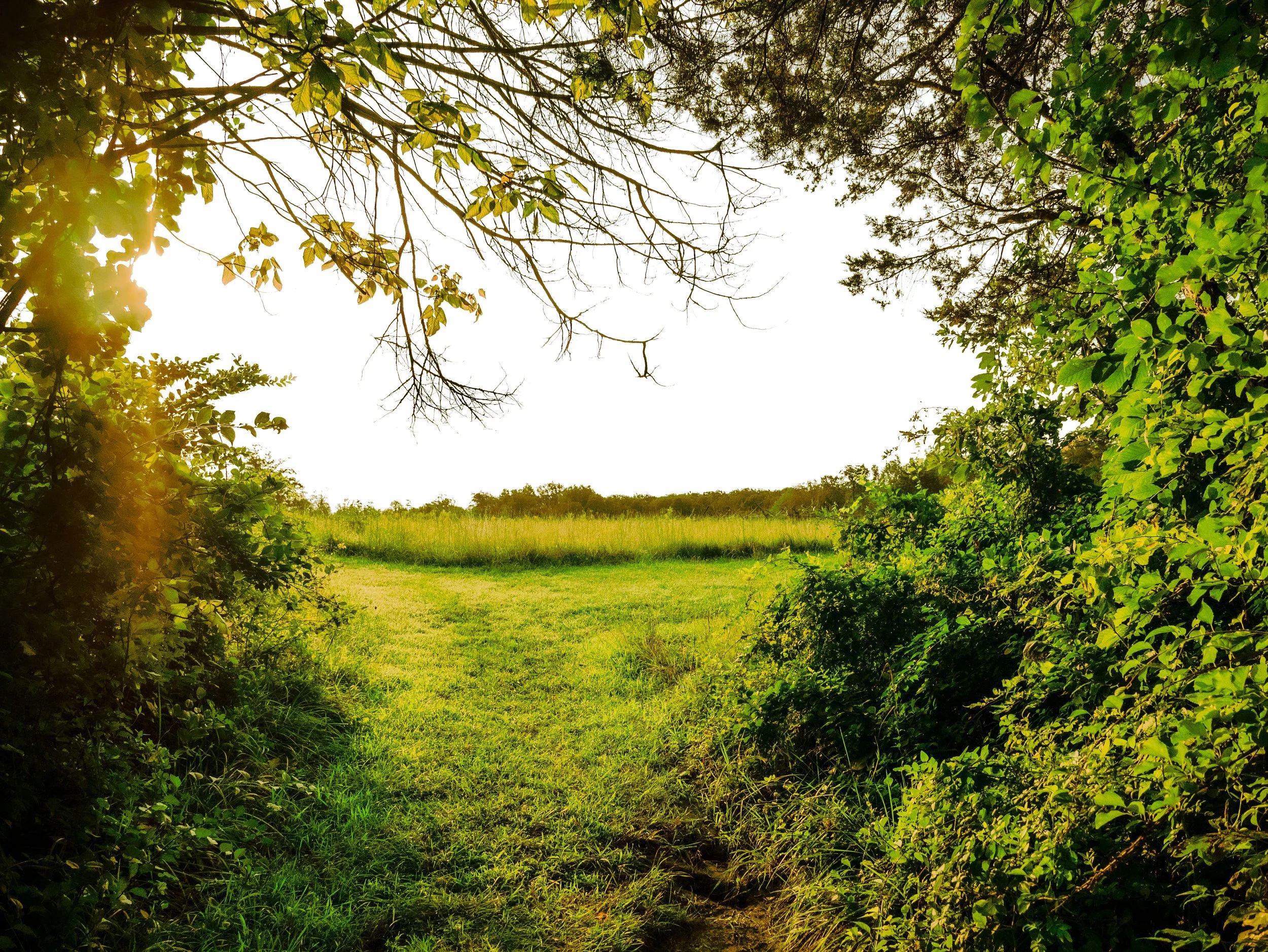 A scenic view of a sunny field framed by green foliage from trees and bushes, with a clear sky in the background.