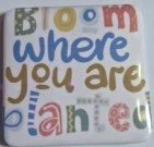 BLOOM WHERE YOU ARE PLANTED.jpg
