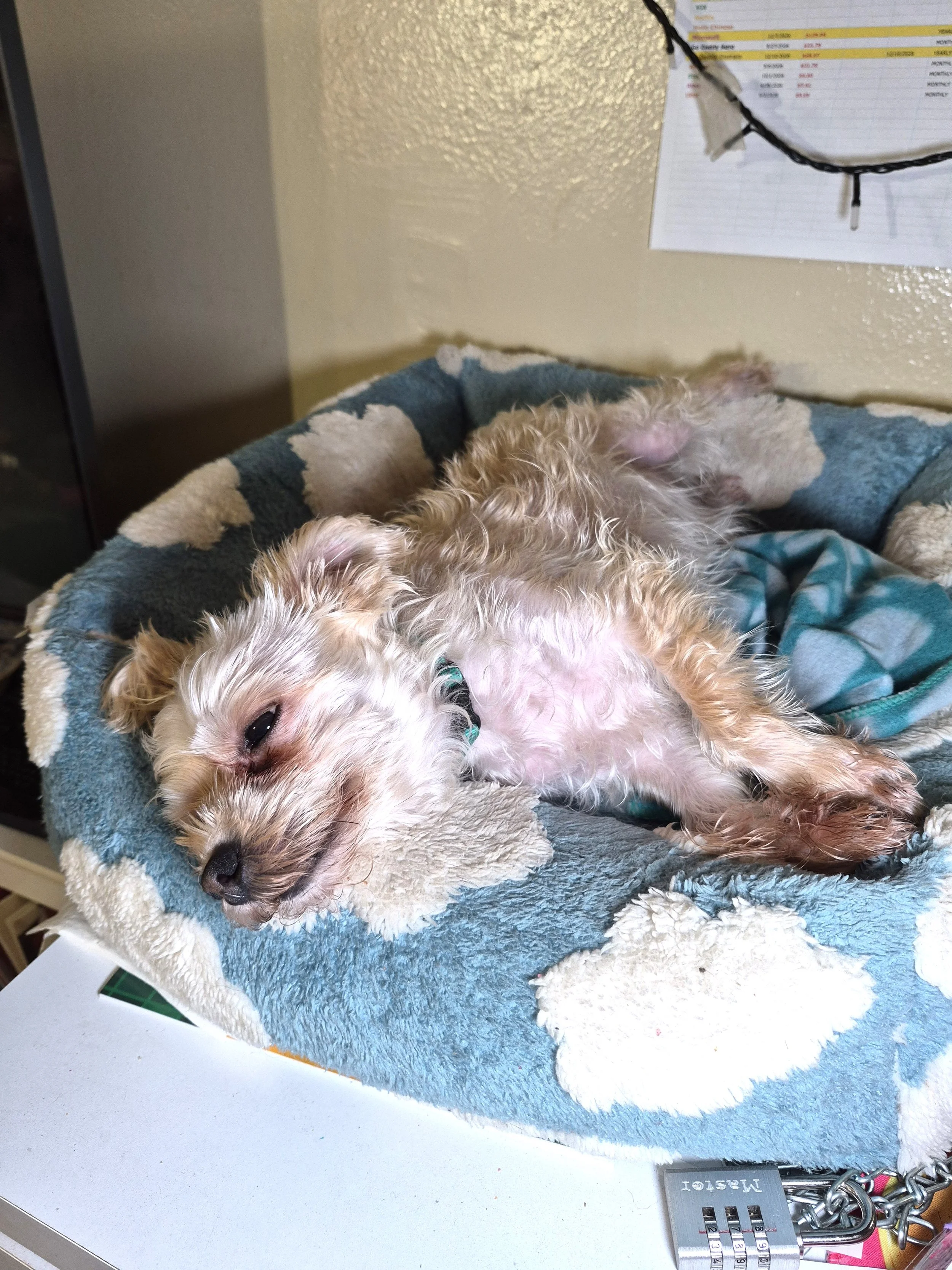 A small dog with light, curly fur relaxing on a plush dog bed with a blue and beige fleece blanket. The dog is lying on its back with eyes partially closed, wearing a green collar. Behind the dog, there is a beige wall with a calendar and a string of black lights. In the foreground, there is a white surface with a metal combination lock and some wires.