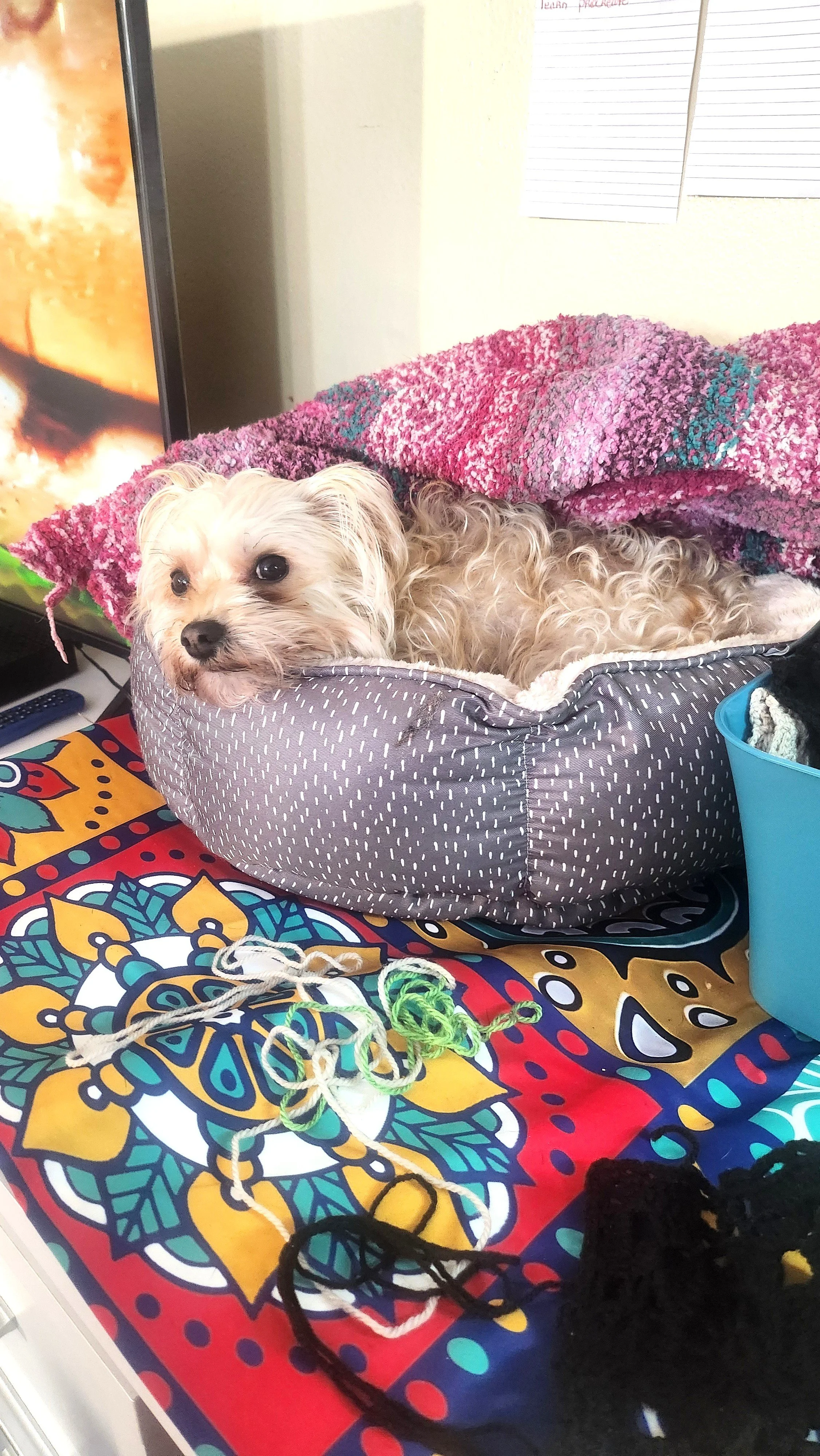 A small light-colored dog with curly fur resting in a gray pet bed. The bed is on a colorful tablecloth with a vibrant, intricate pattern. Nearby are balls of yarn in white, green, and black, and a blue container with what appears to be black and white stuffed toys. In the background, part of a television, a pink blanket, and white papers with writing are visible.