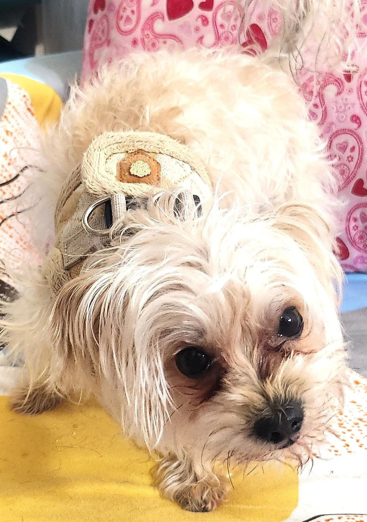Chewy the Morkie, on the day I adopted.