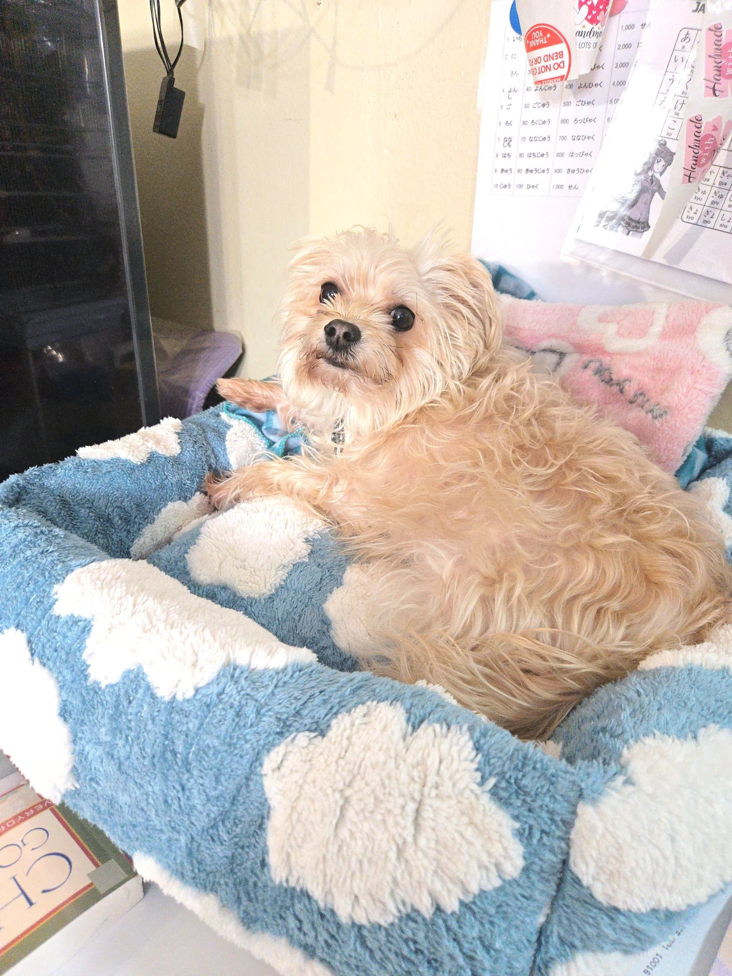 A small, fluffy, tan-colored dog with dark eyes is lying on a blue and white striped fleece blanket. The background shows papers and a pink towel with the word 'Handmade' and a cartoon girl drawing on the wall.