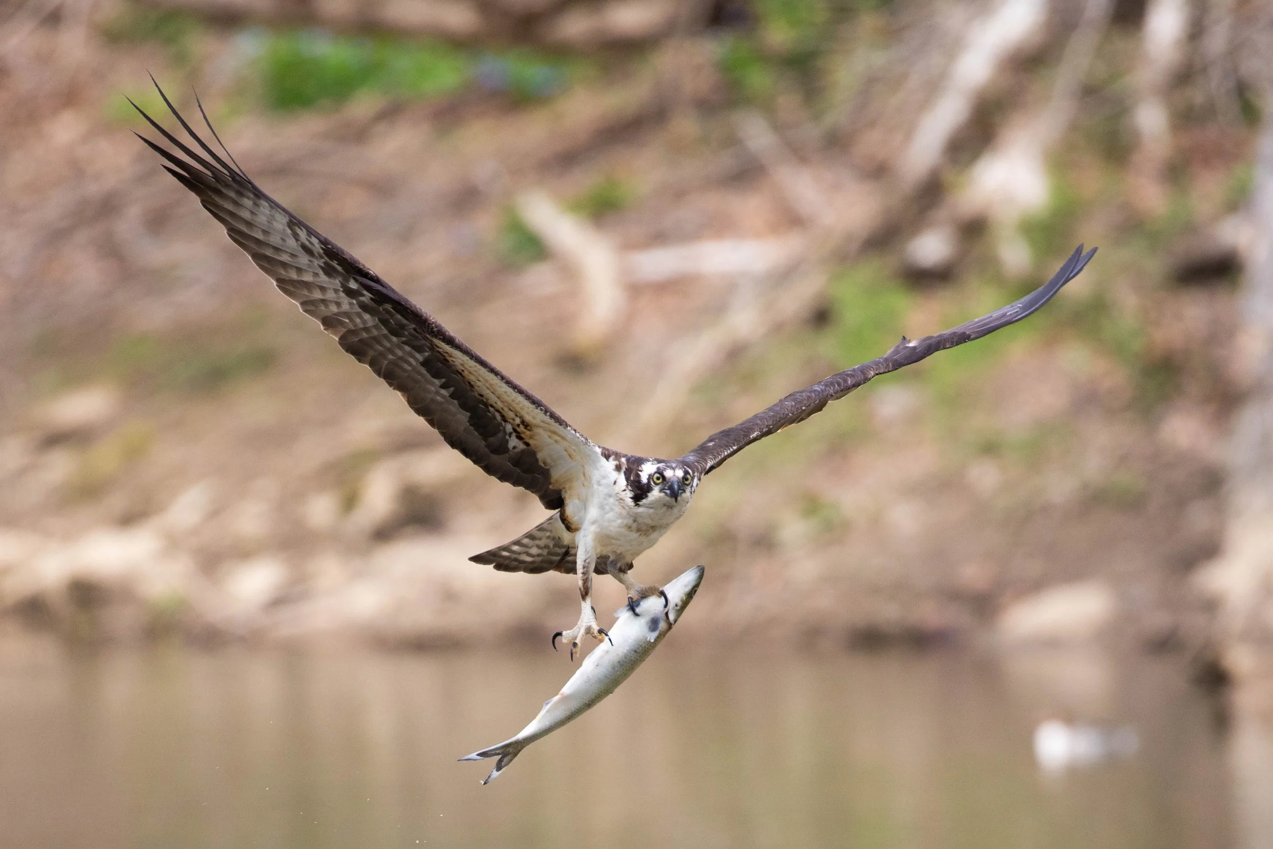 An osprey catching a fish in flight.