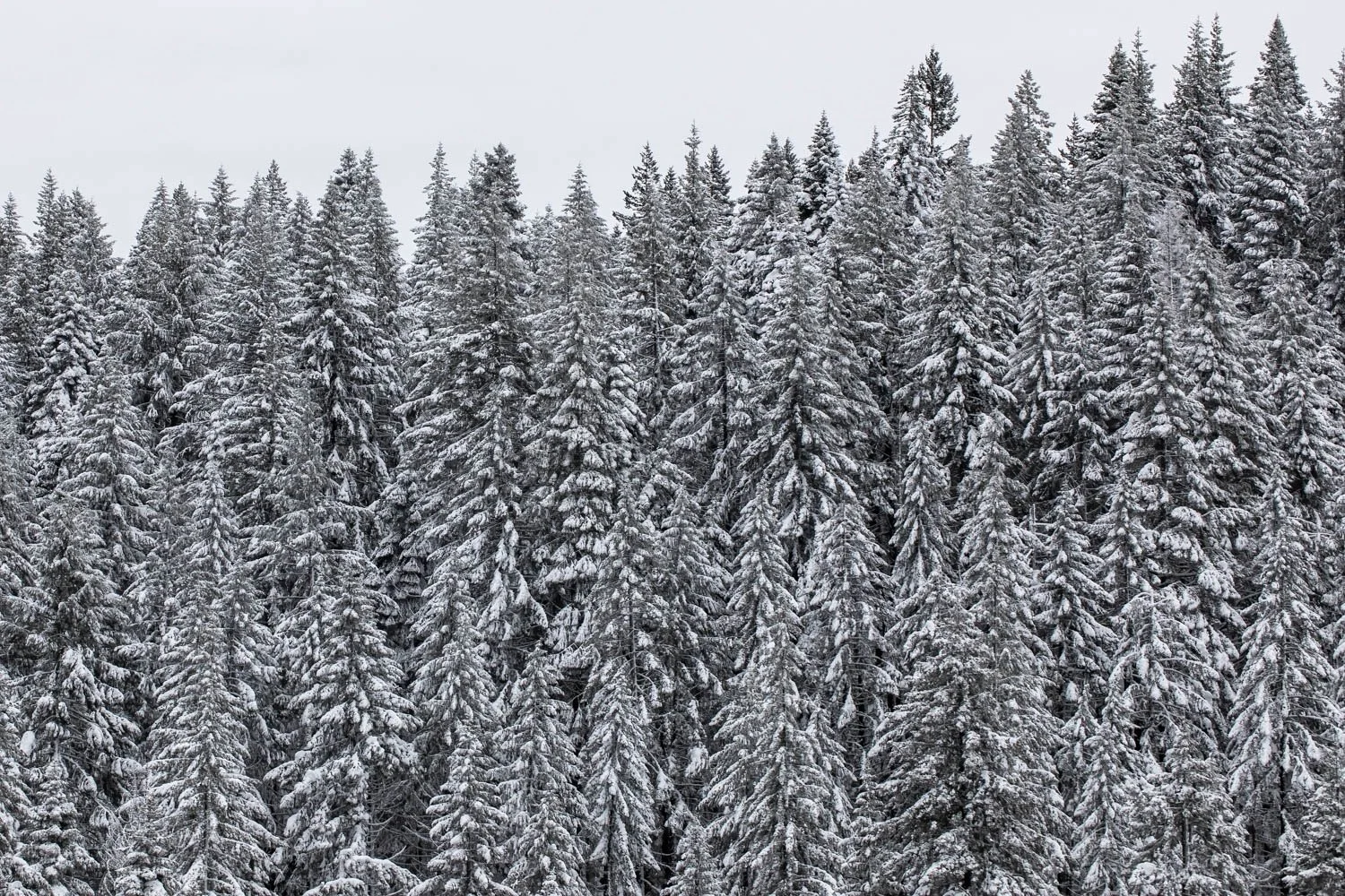 Snow-covered evergreen trees in a forest during winter.