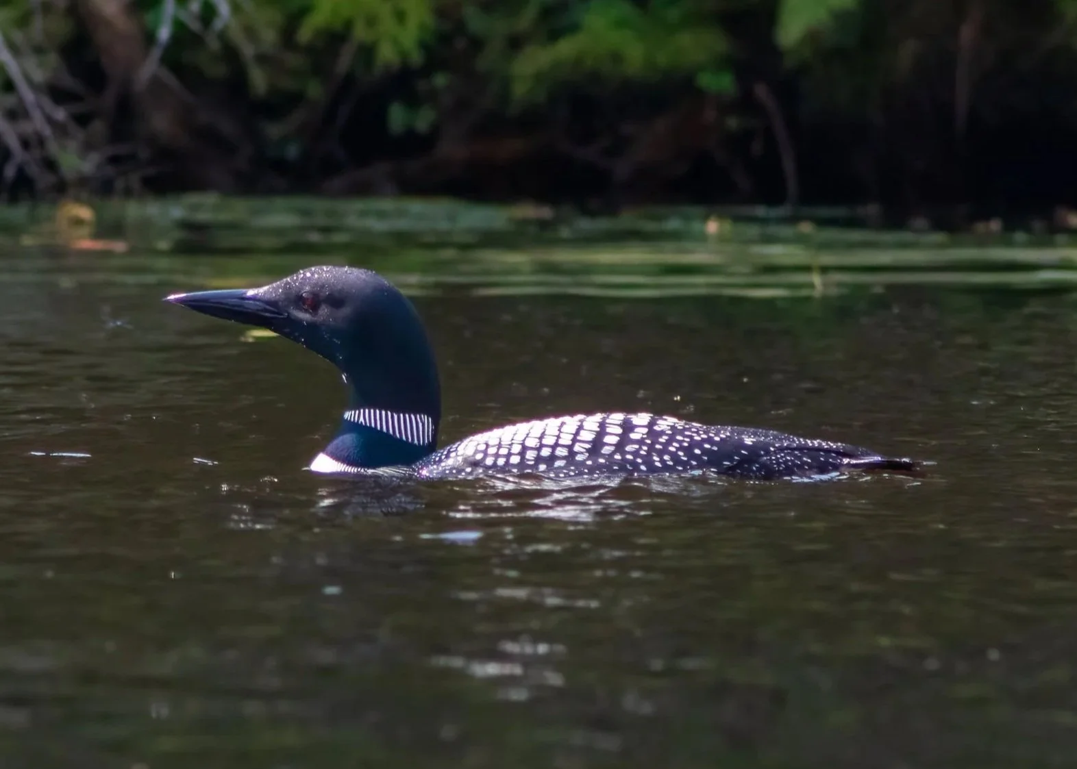 Loon