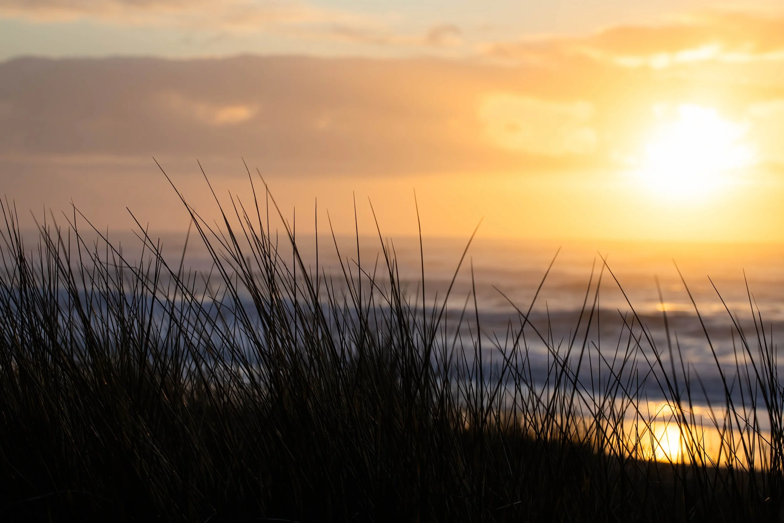 Sunset over the ocean with tall beach grass in the foreground.