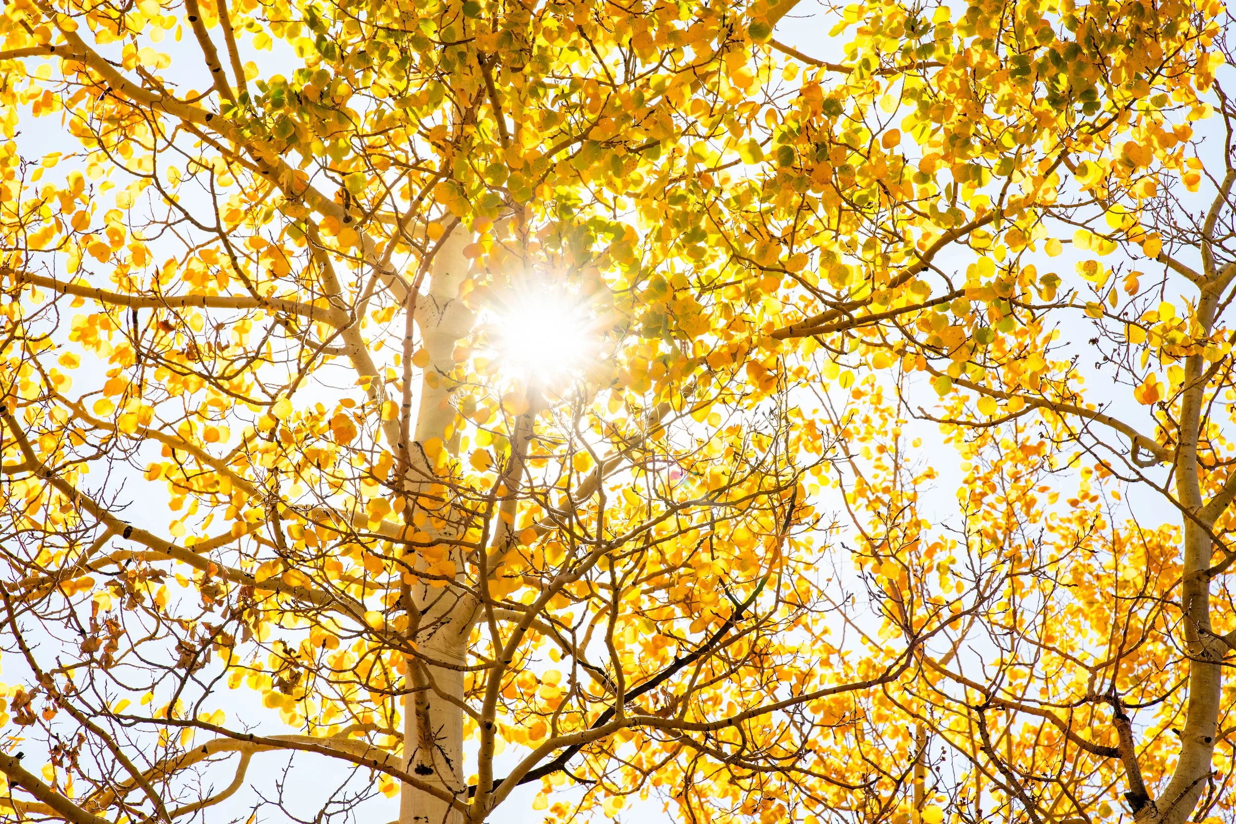 Looking up at a tree with yellow leaves and bright sunlight shining through the branches.