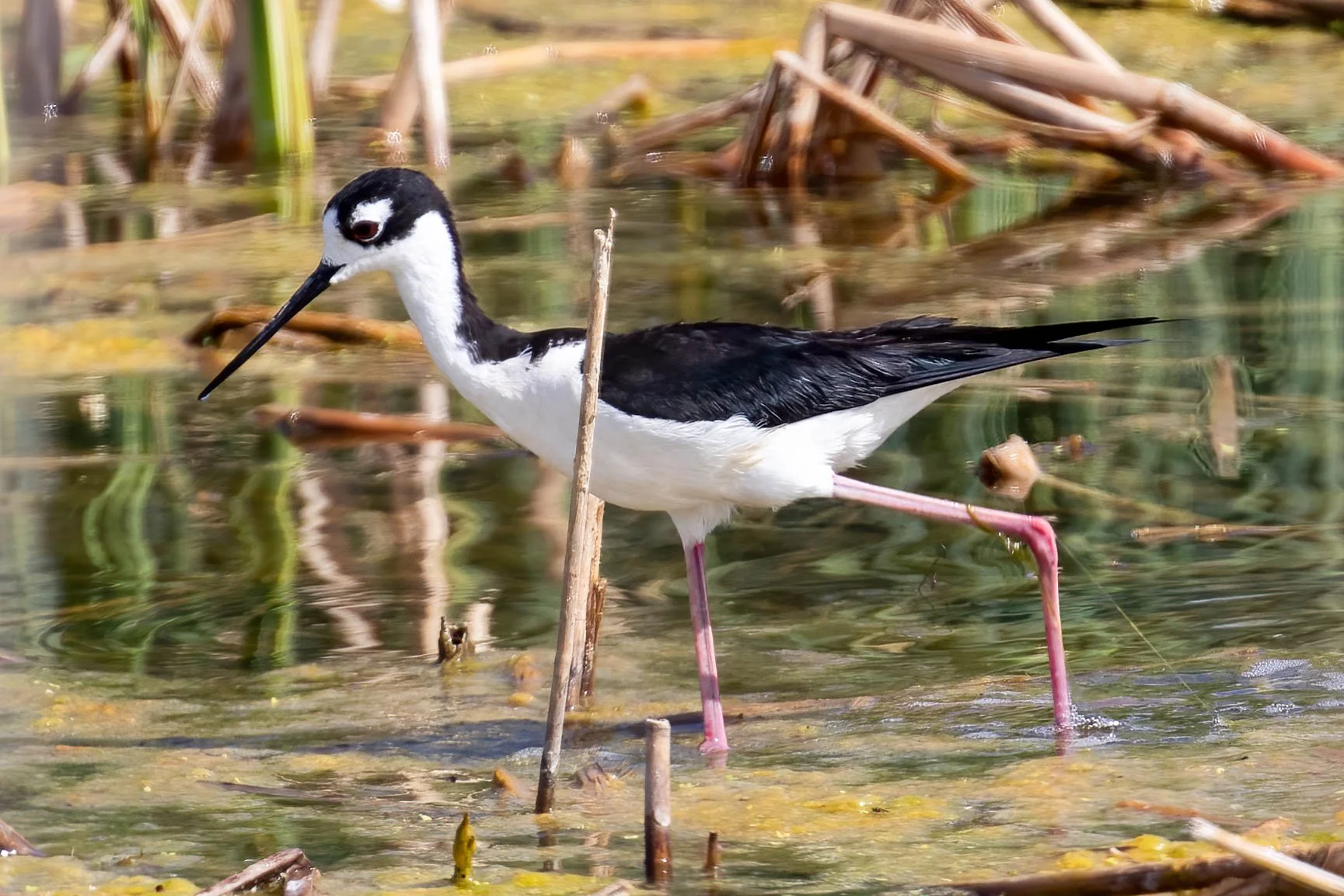 A black-necked stilt bird wading in shallow water with reeds and plants.