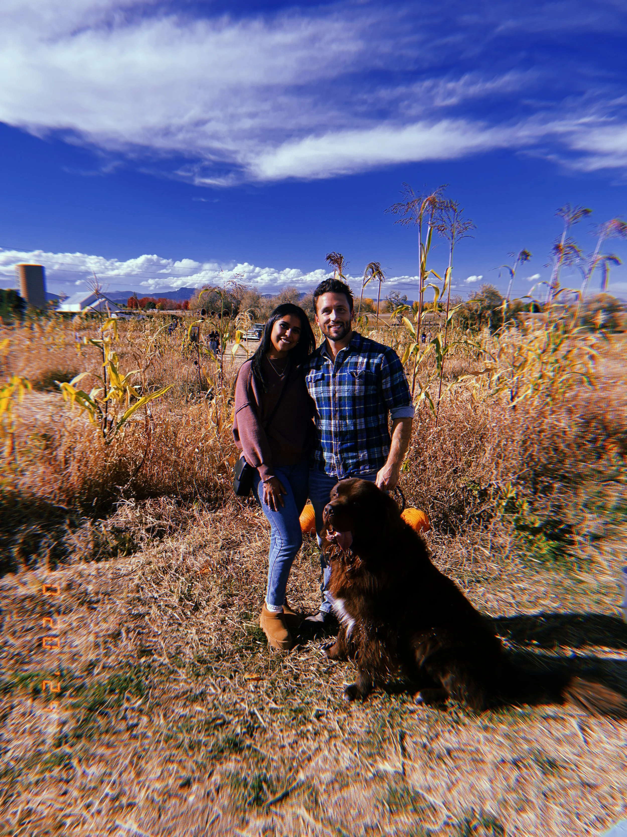 A happy couple standing in a dried cornfield with a large black dog, pumpkins, and a blue sky with clouds overhead.