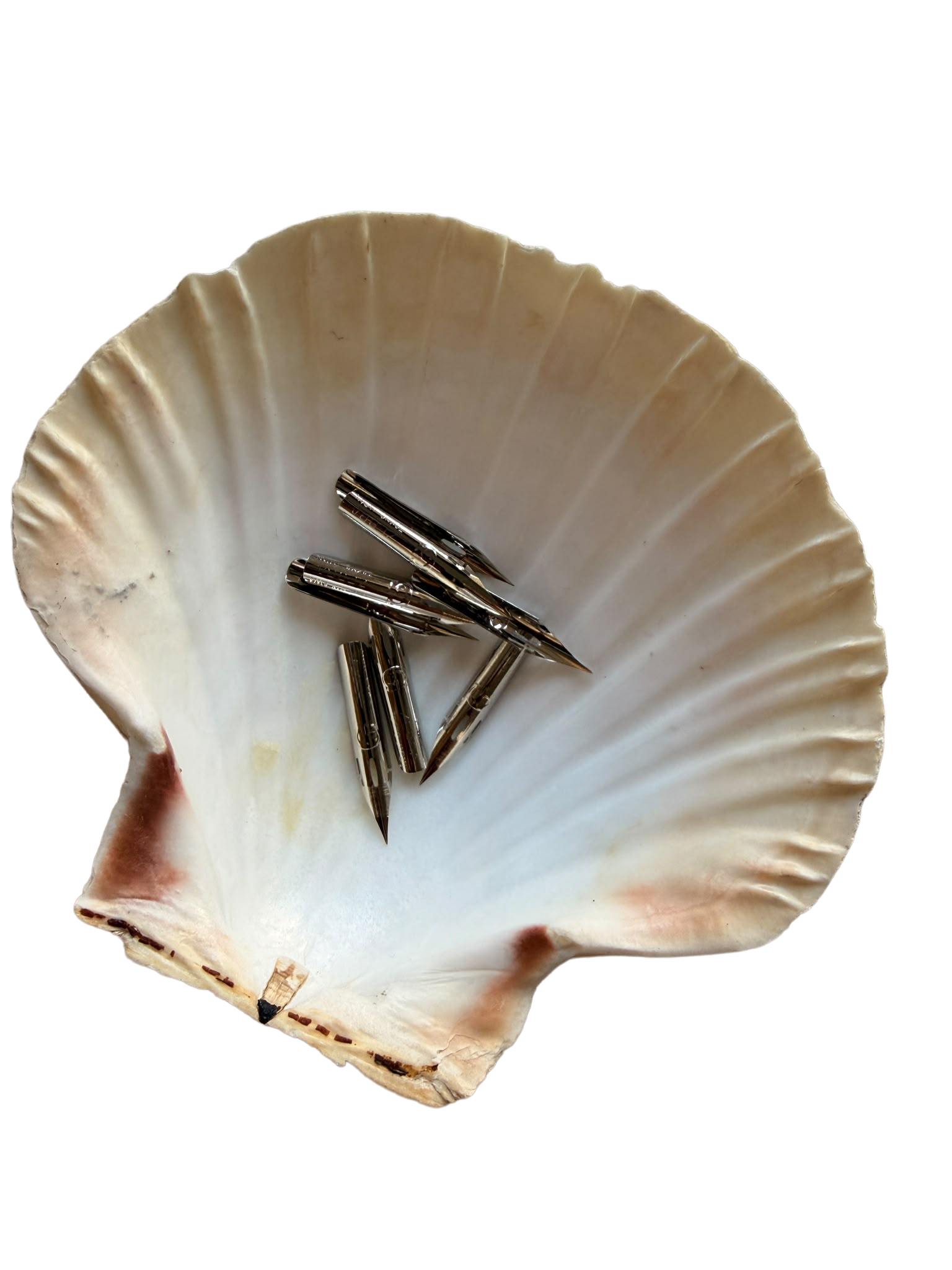 A white seashell with a slightly reddish-brown margin, containing several silver nail art tools.