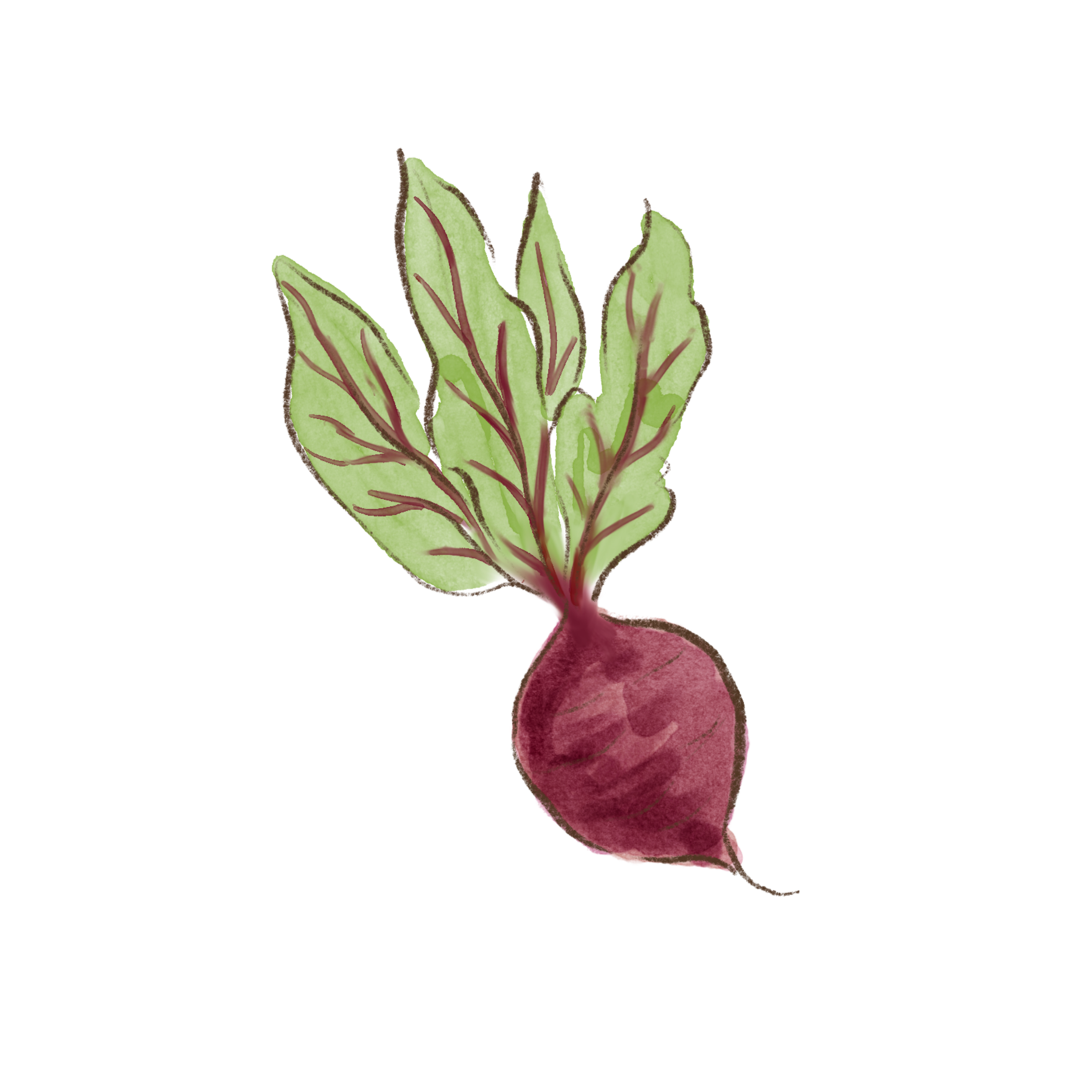 Illustration of a radish with green leaves and purple roots by Gaia Amsterdam
