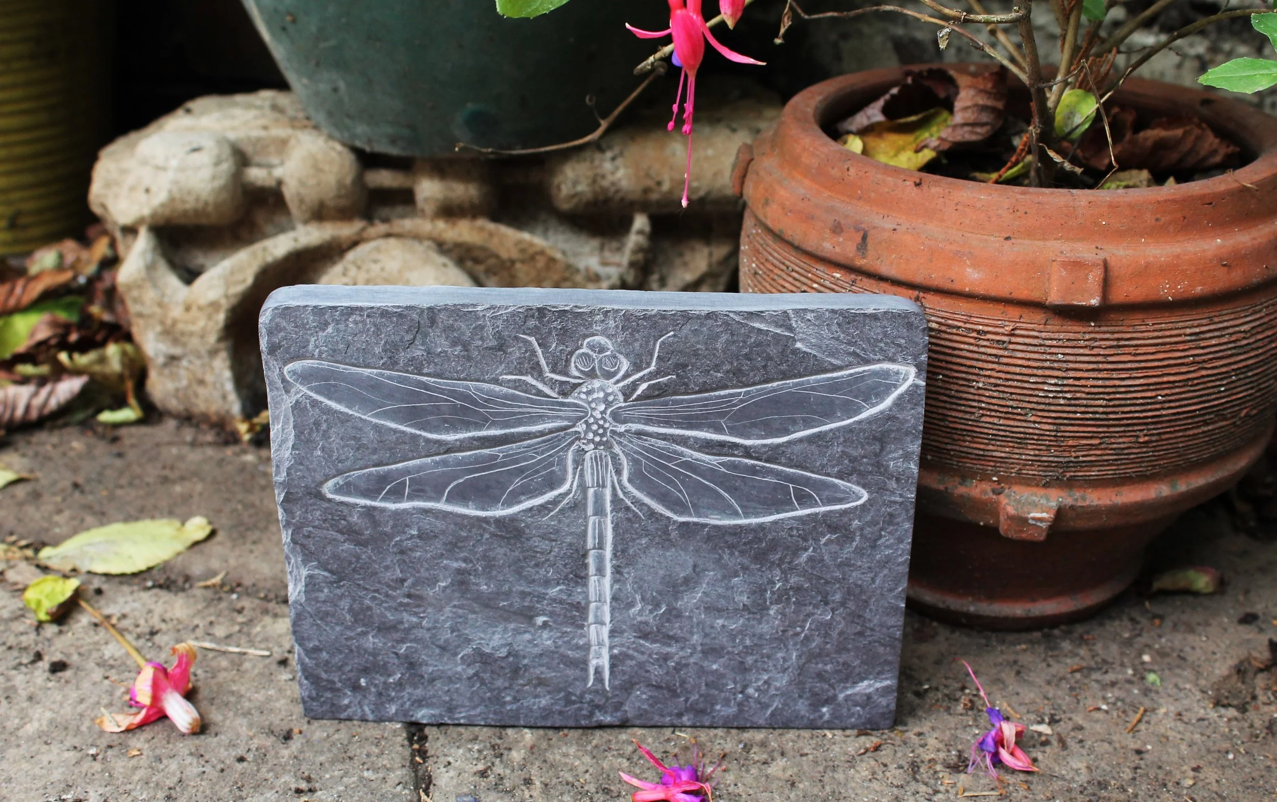 dragonfly3.JPG