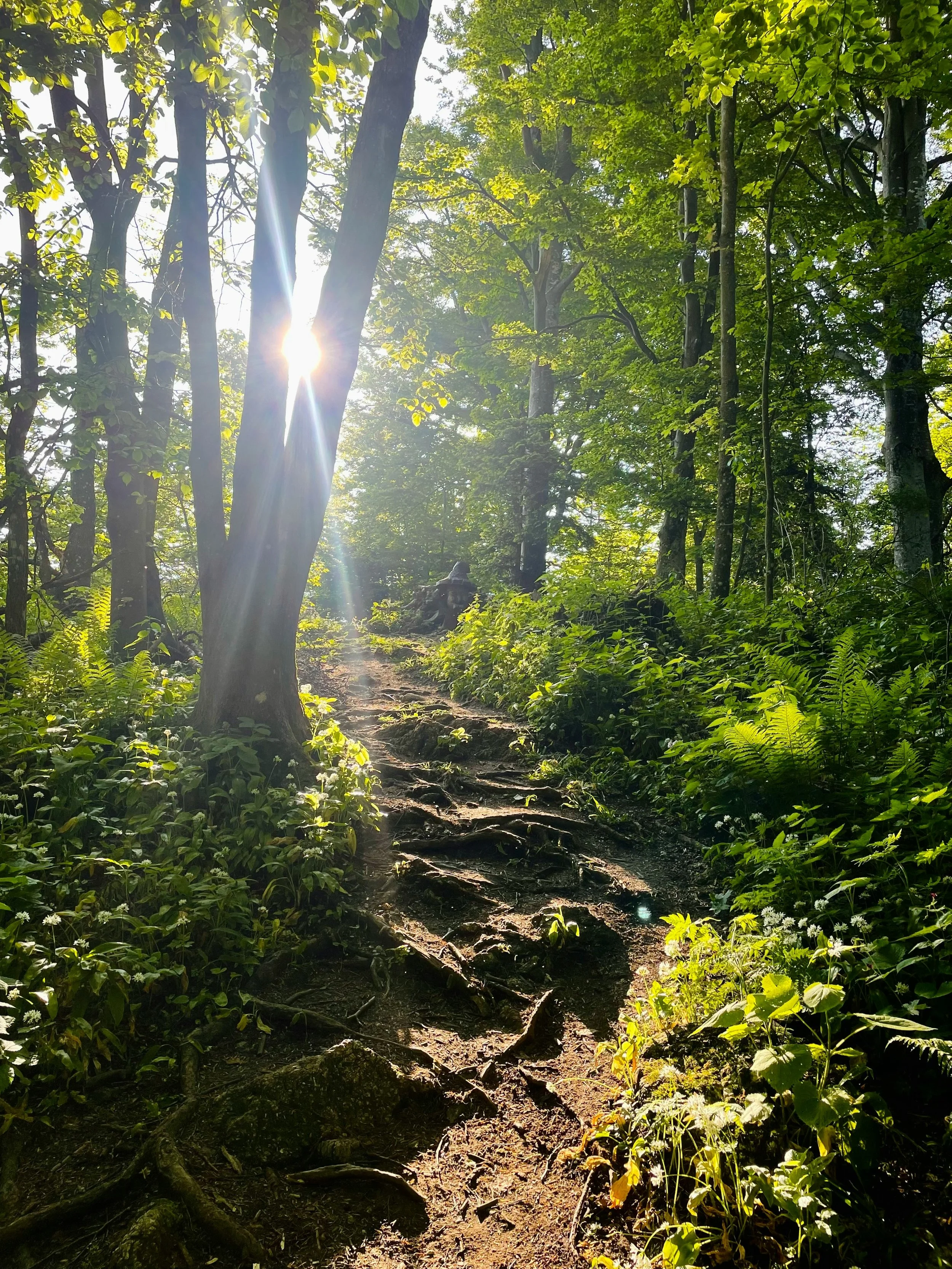 A sunlit forest trail with a dirt path surrounded by lush green foliage and tall trees. Sun rays shine through the leaves, creating a bright, serene atmosphere.