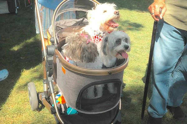 Three dogs sitting together in a stroller outdoors on grass, with a person standing nearby.