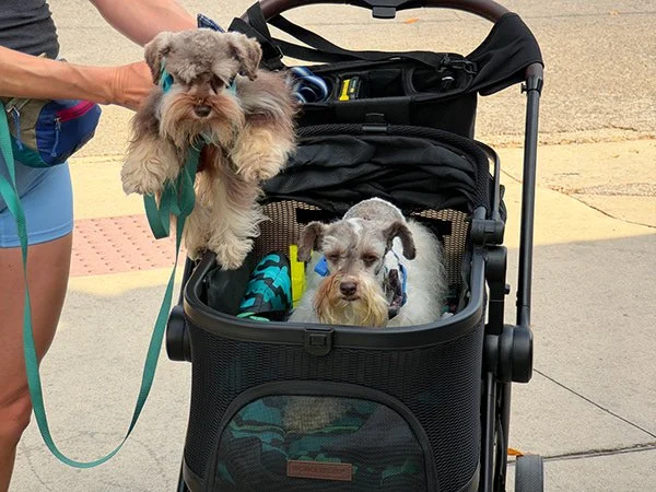 Two small dogs, one being lifted and held by a person, in and near a stroller on a sidewalk.
