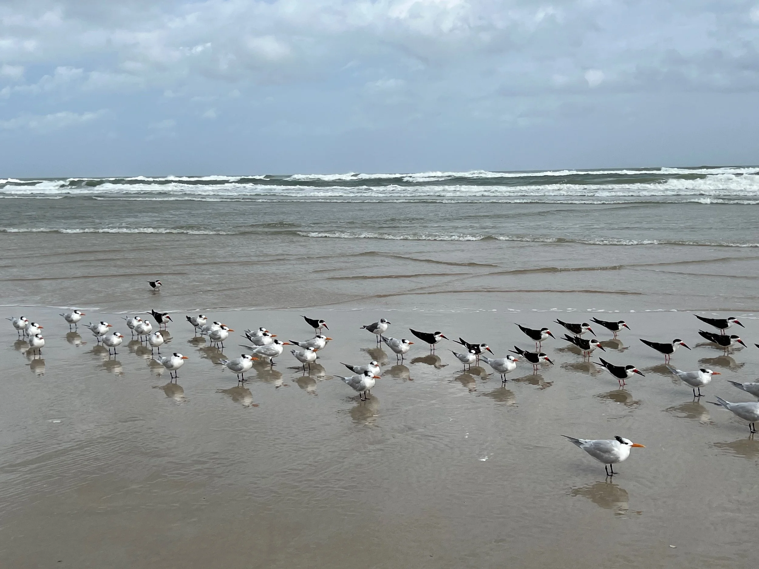 IMG_1996.jpeg