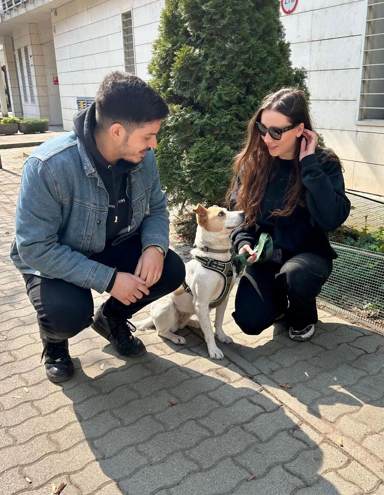 A young man and woman are outside on a sidewalk with a white and tan dog. The man is crouched down, wearing a denim jacket, black pants, and black shoes. The woman is kneeling, wearing sunglasses, a black hoodie, and black pants, with her hand touching her hair. The dog is sitting between them, wearing a harness and leash, and looking at the woman. There is a tree and building in the background.