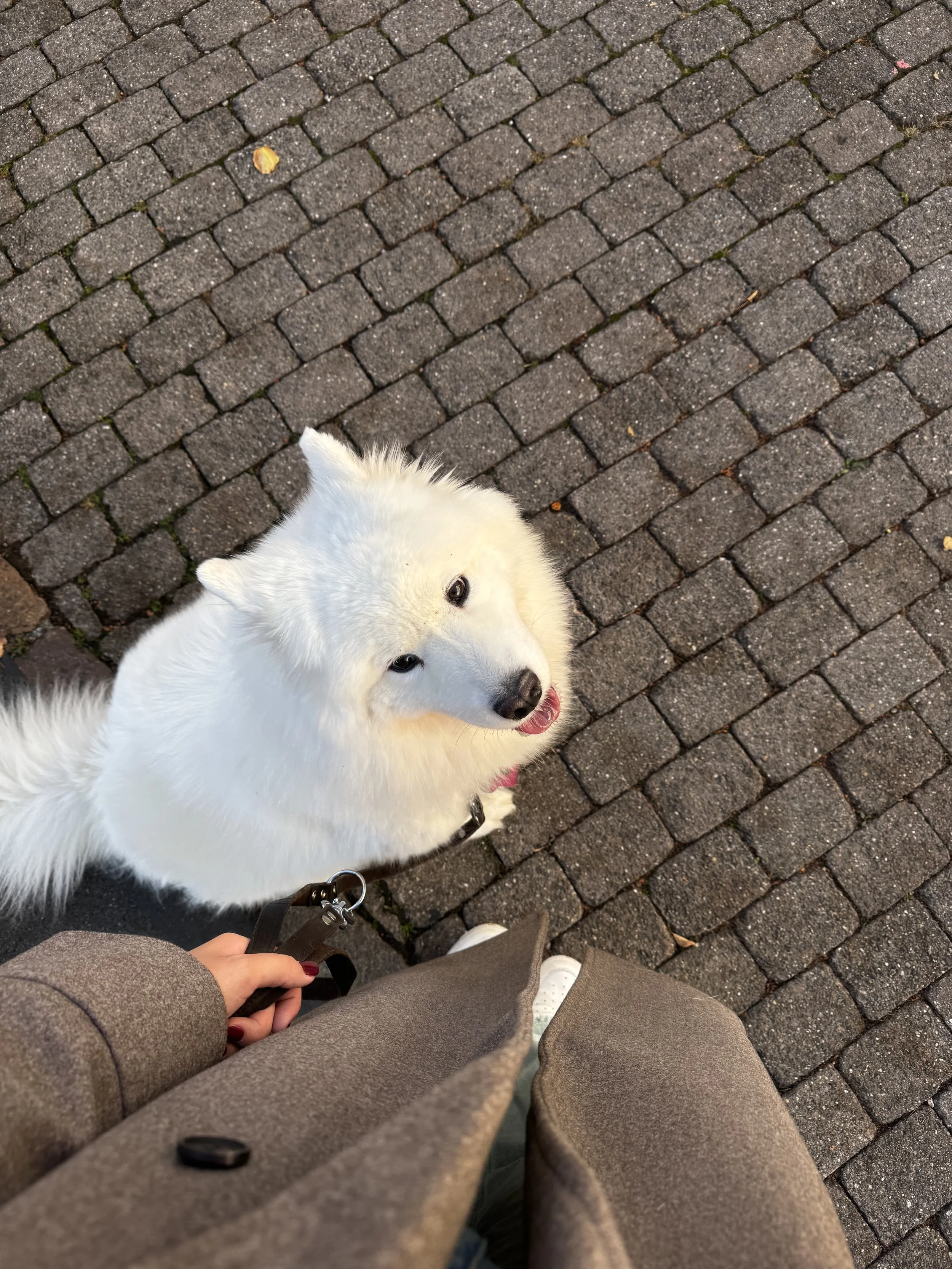 A person holding a leash standing on a brick sidewalk with a white dog looking up at them, partially visible.