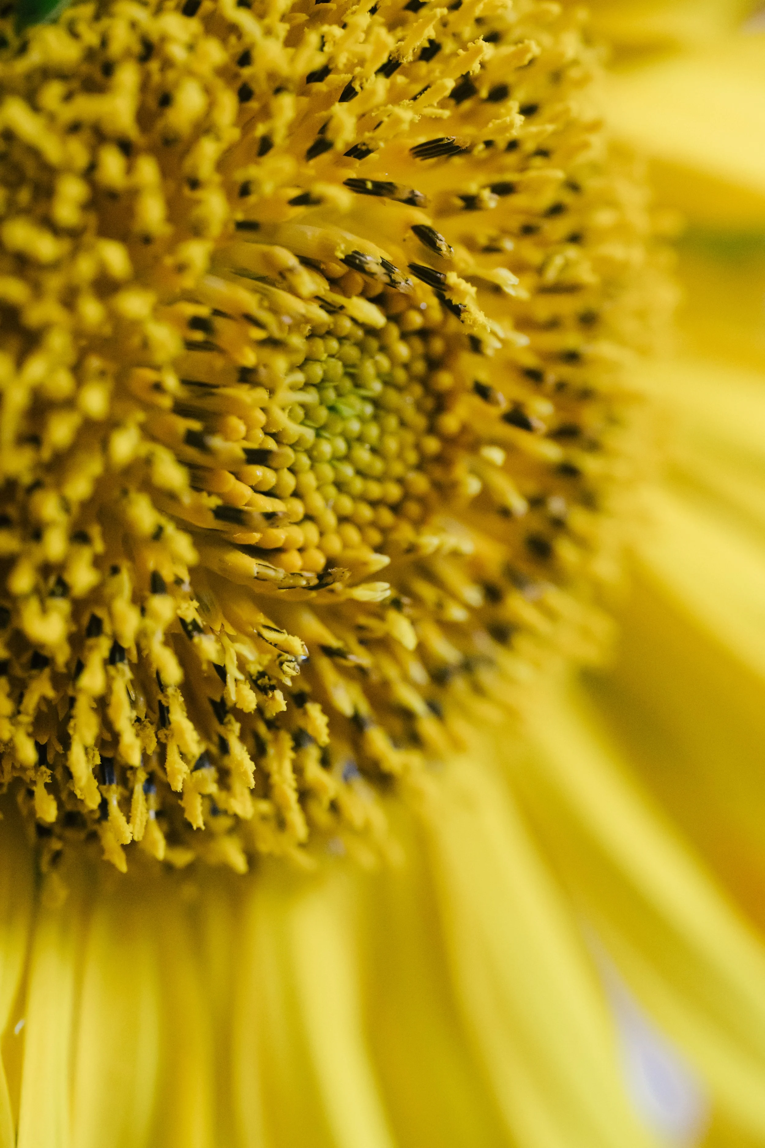 Close-up of a sunflower's yellow petals and its central disk with tiny yellow and black florets