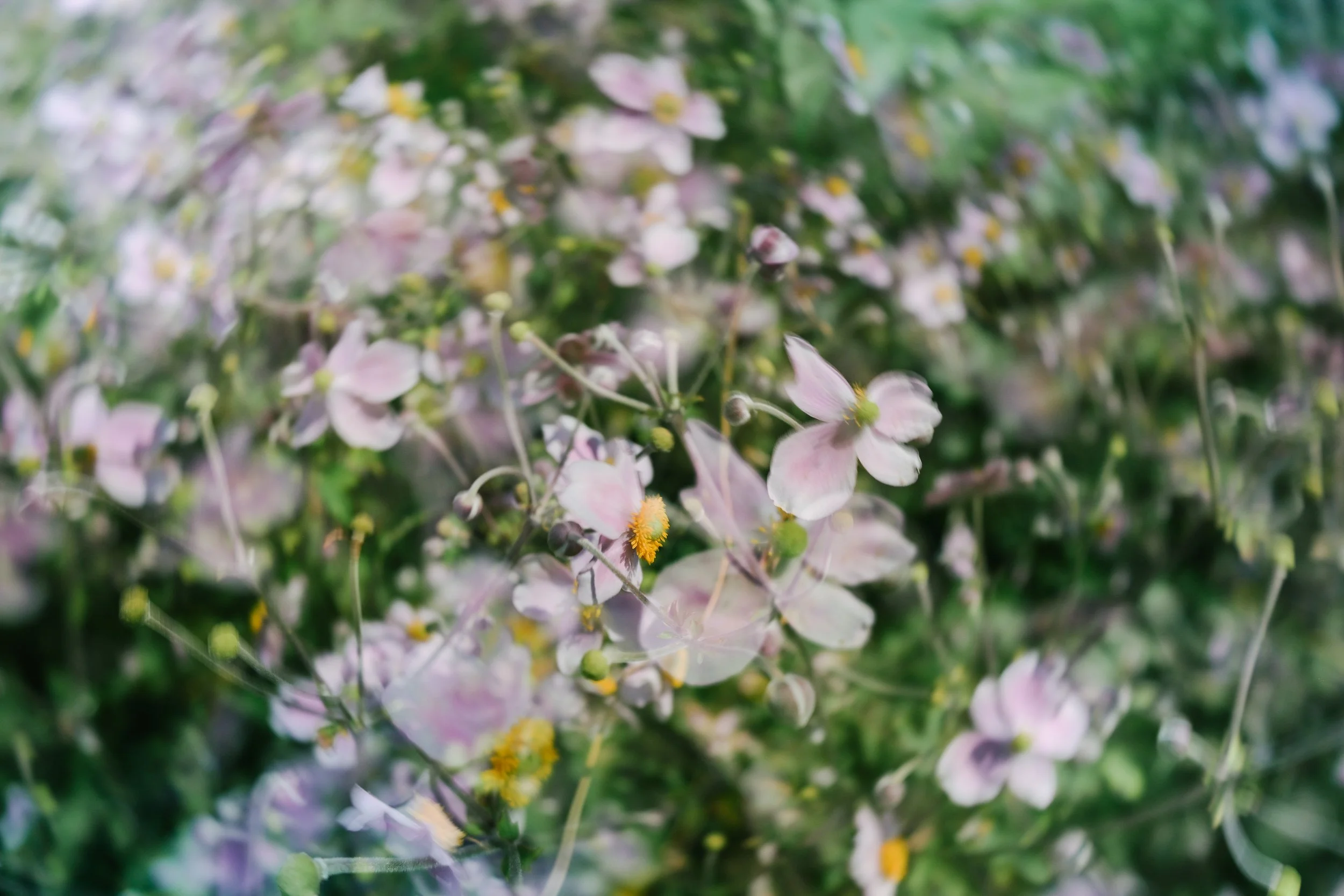 Close-up of small light pink flowers with yellow centers on green foliage.