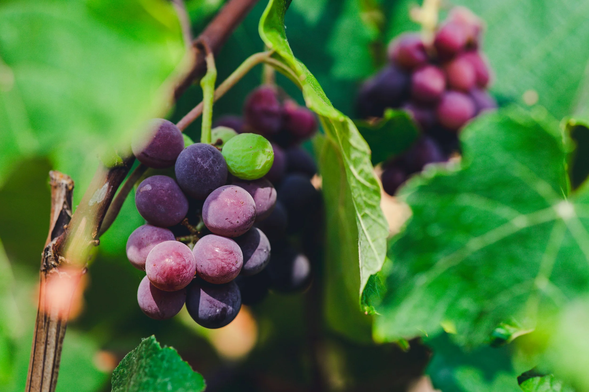 photo of grapevines
