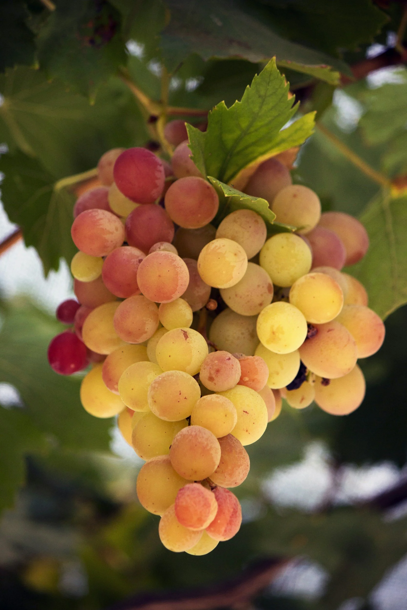 photo of red grapes