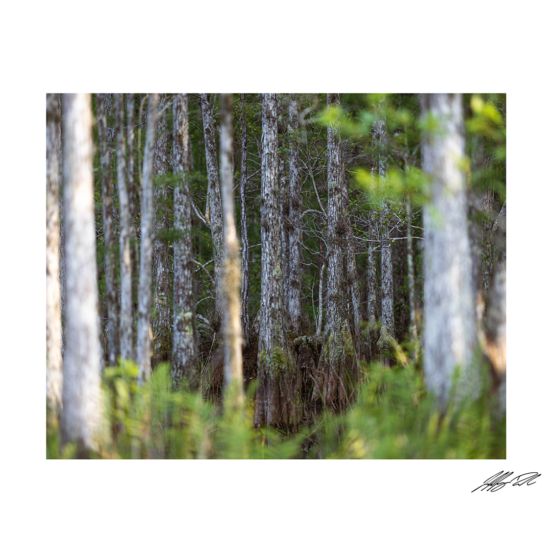 Through The Trees