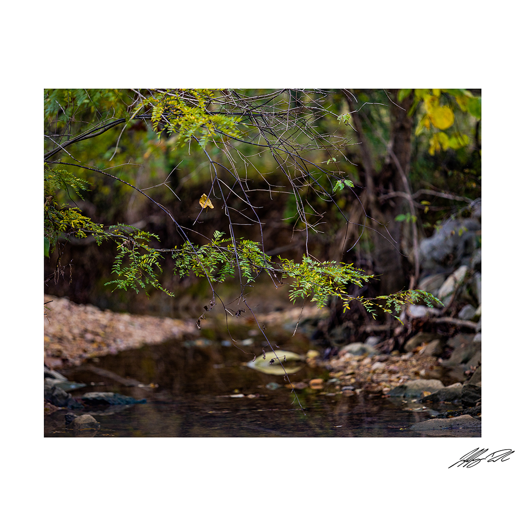 Low Branch