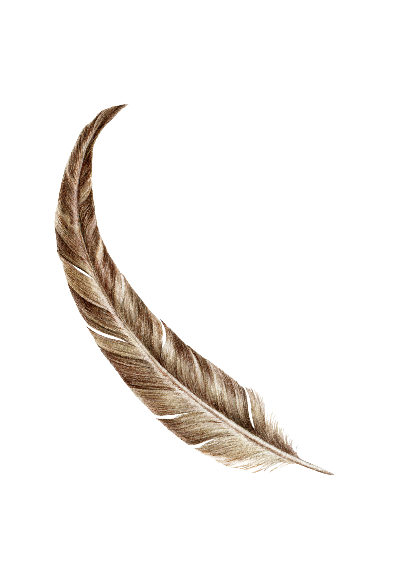 Close-up of a light brown, twisted feather with fine details.