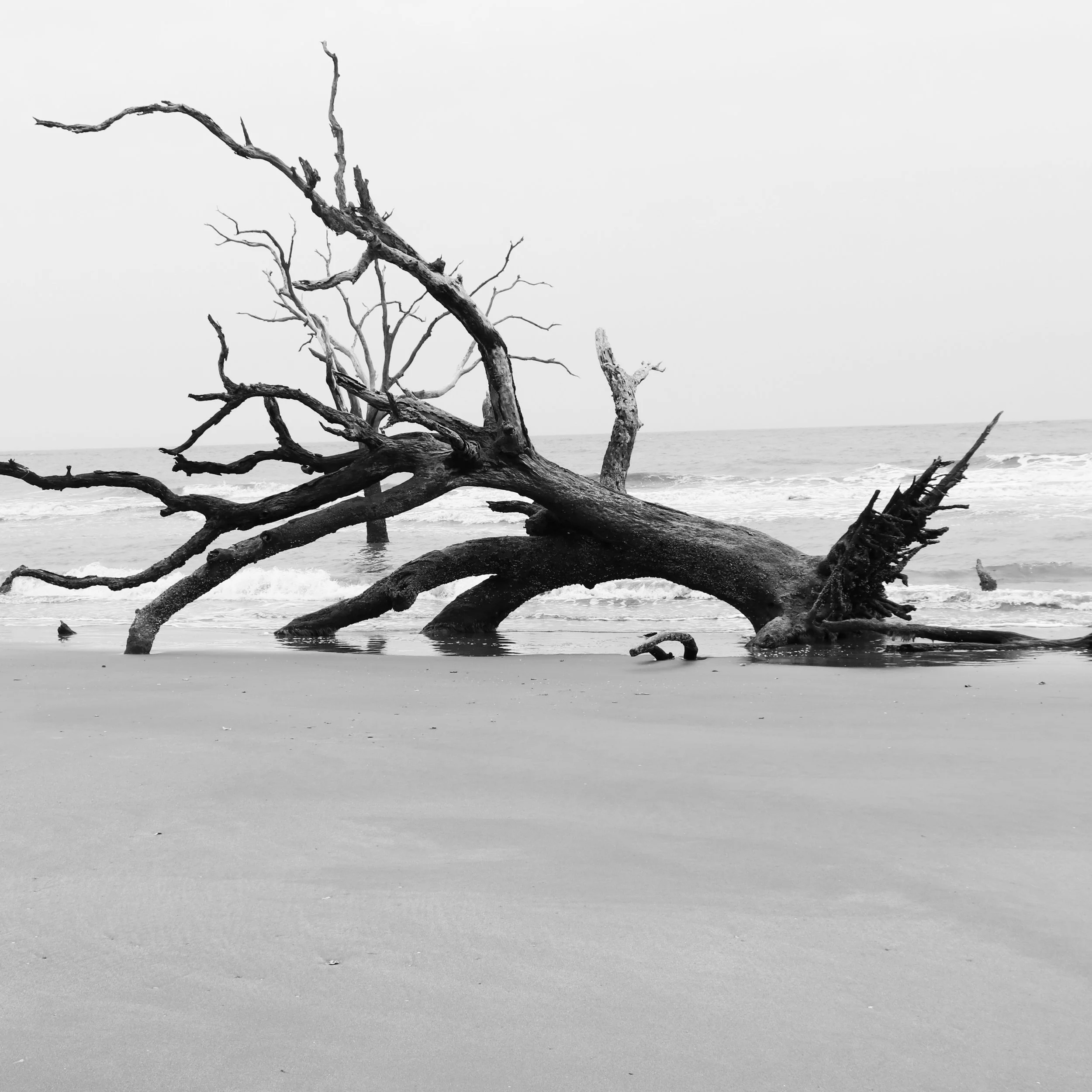 Sculpted by Tides — Boneyard Beach B&W