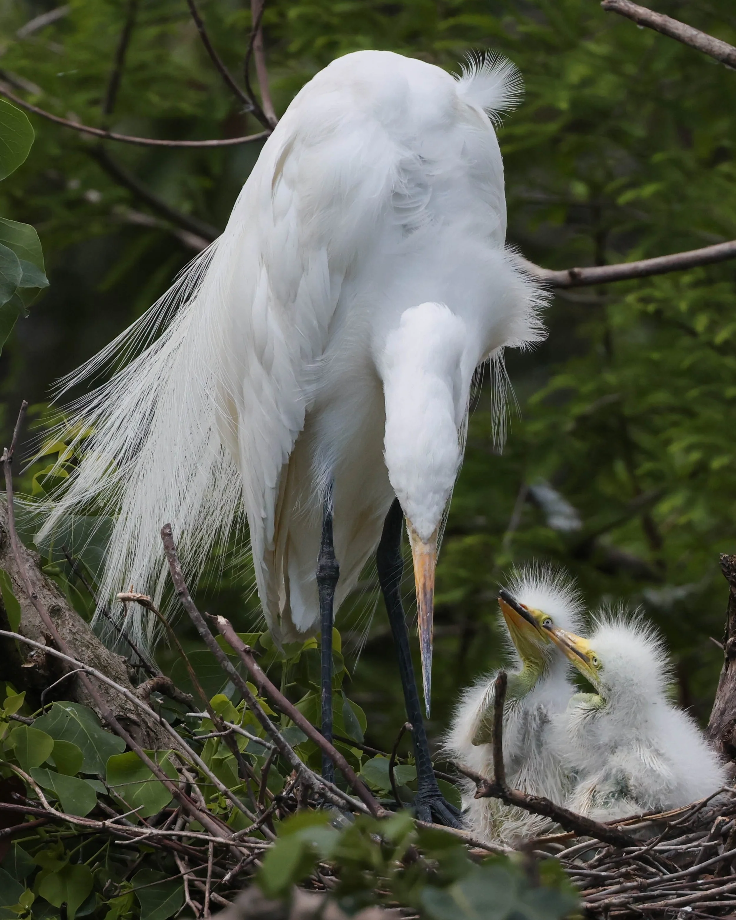 Devotion — Great Egret Nest