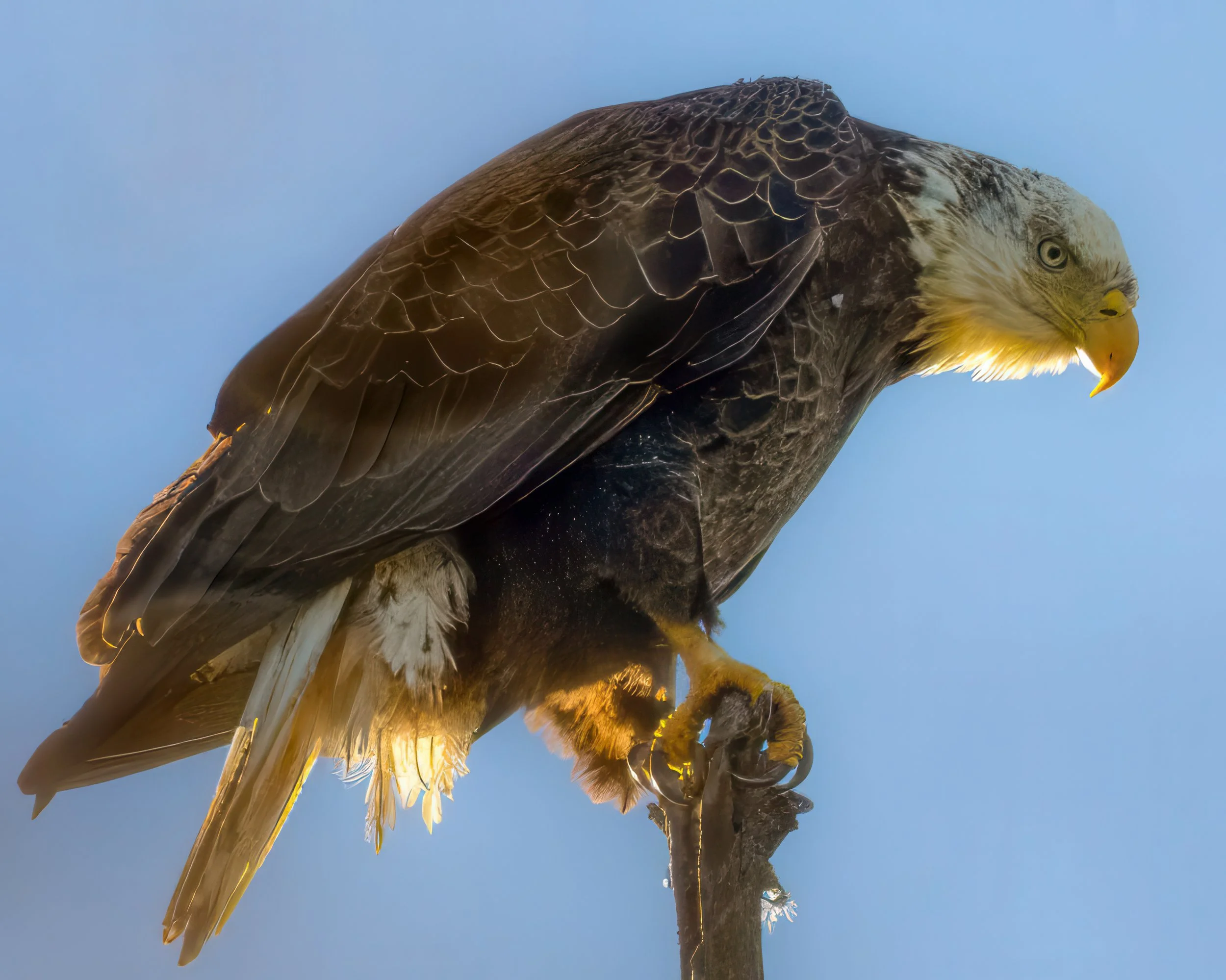 The Overlord — Bald Eagle