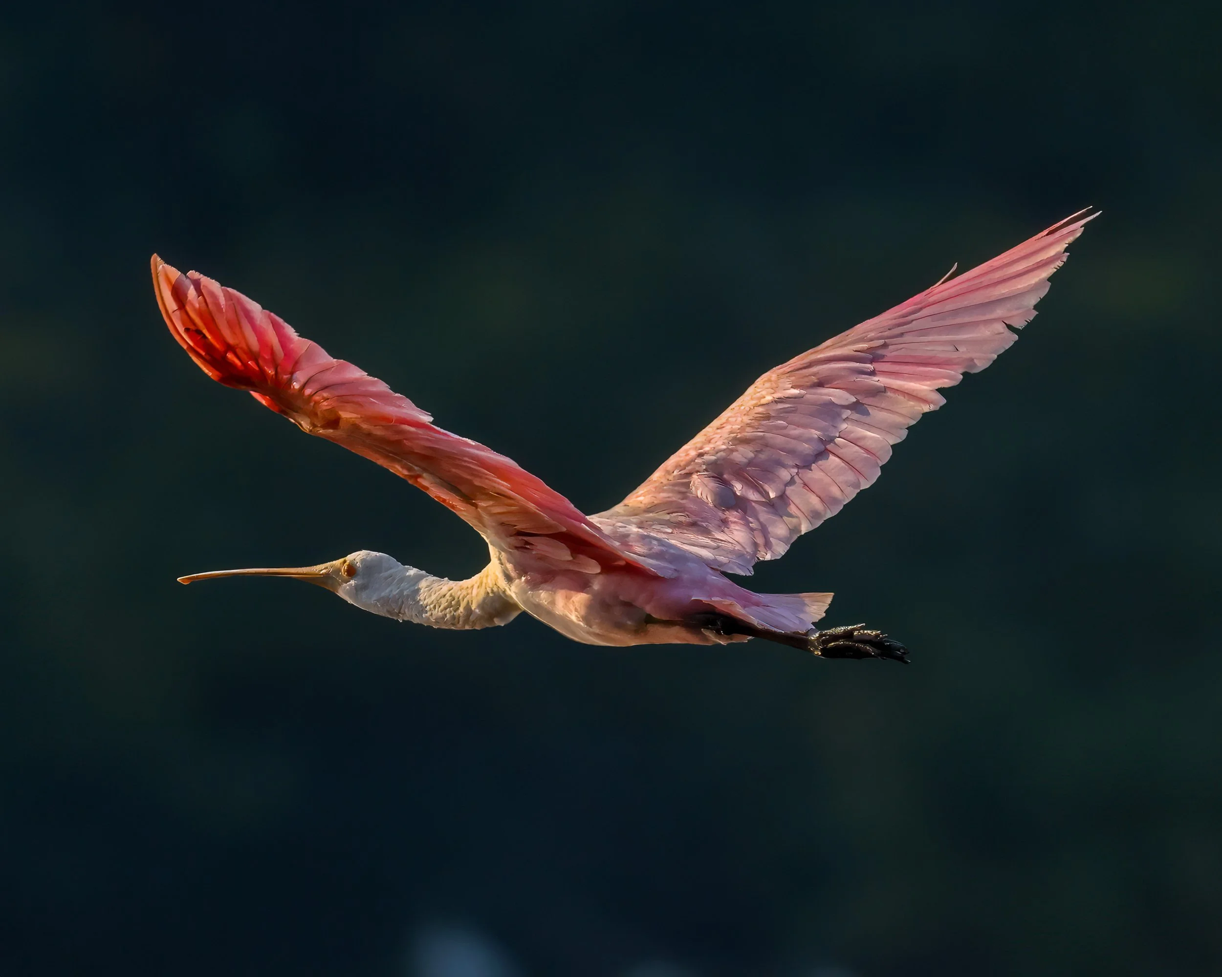 Rosy Horizon — Roseate Spoonbill
