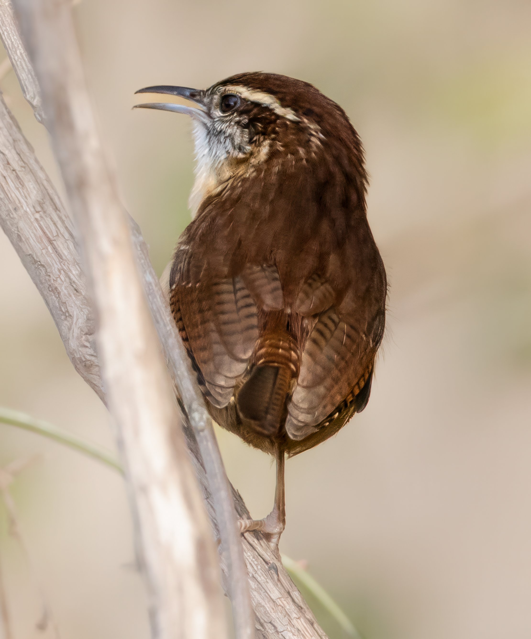 The Minstrel — Carolina Wren