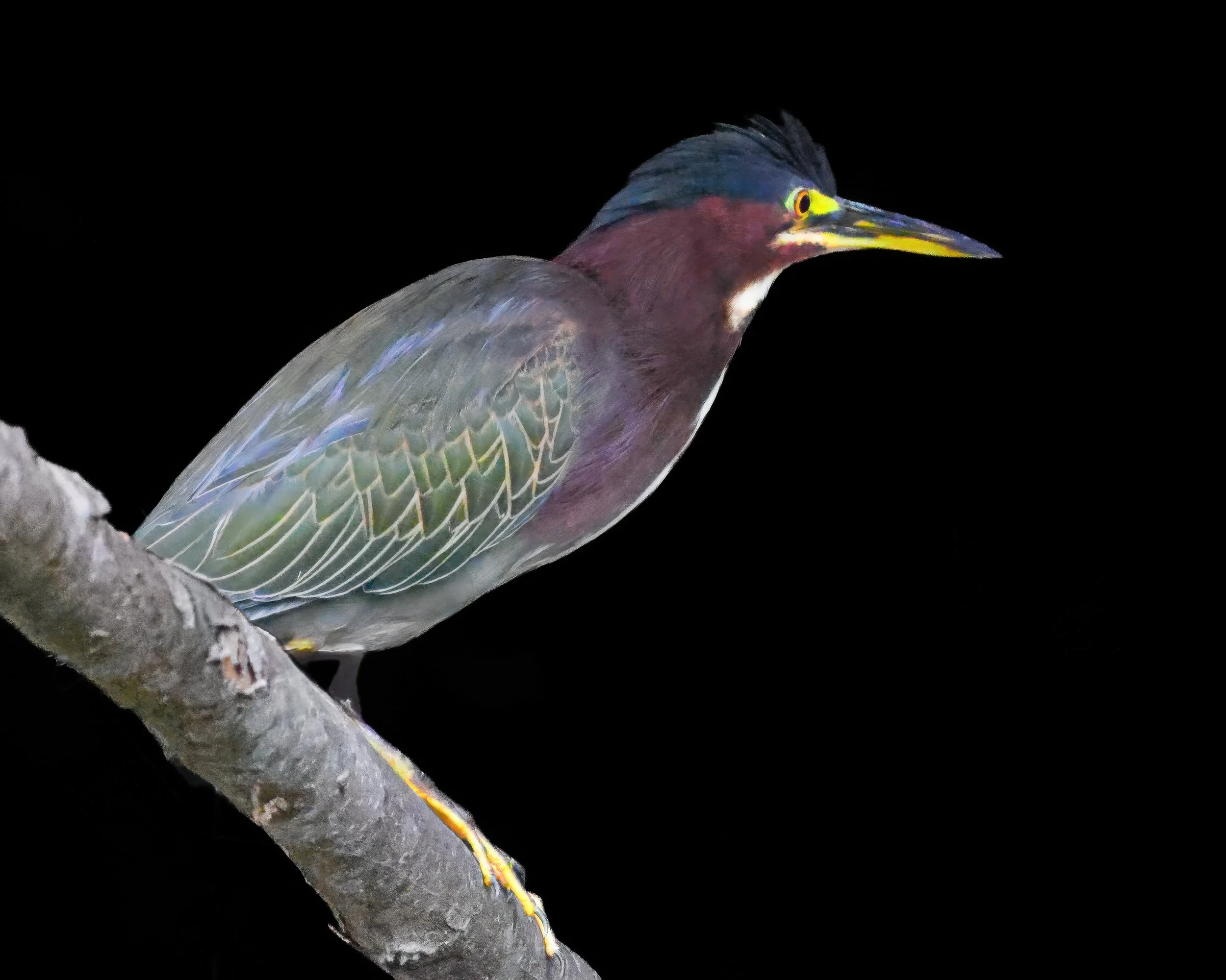 Jewel of the Marsh - Green Heron
