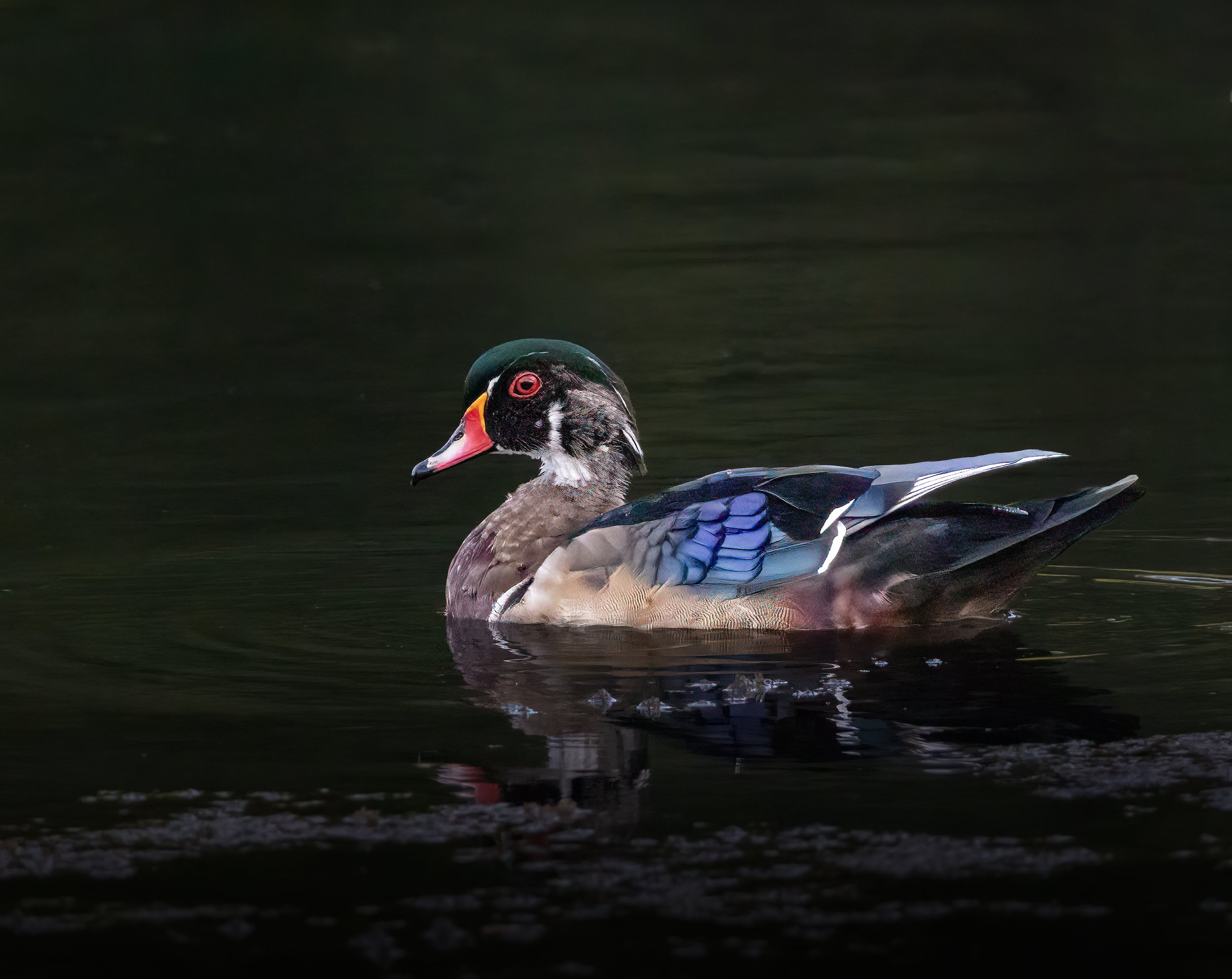 Painted Currents - Male Wood Duck