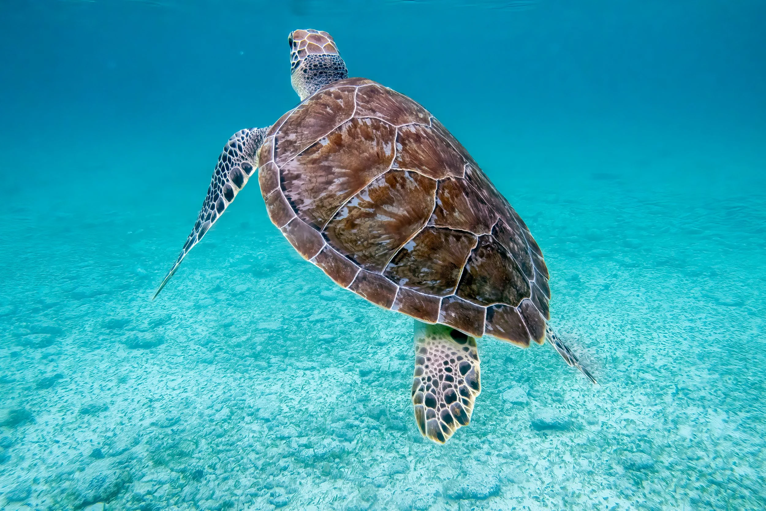 Gliding Sea Turtle