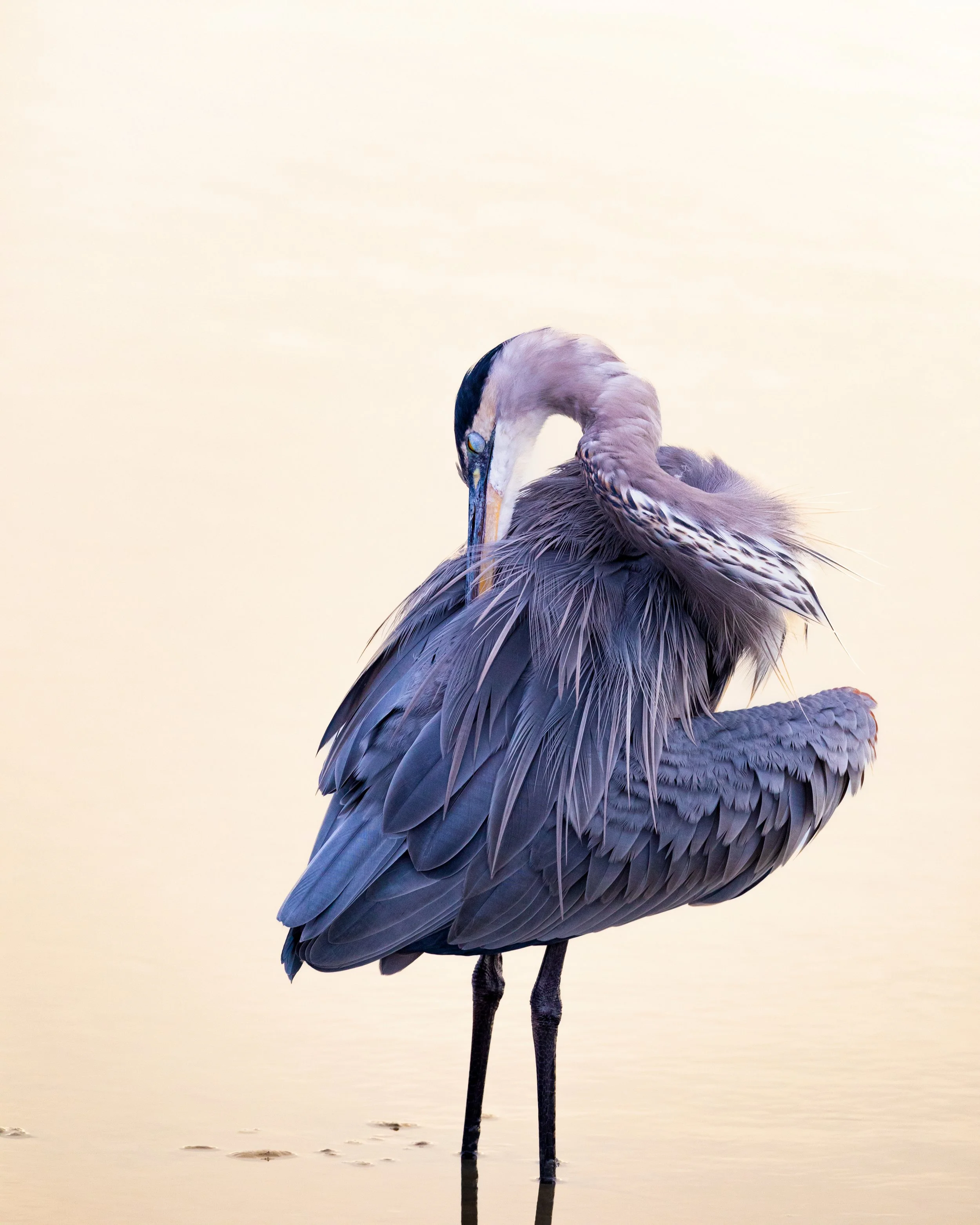 The Sculptor — Great Blue Heron