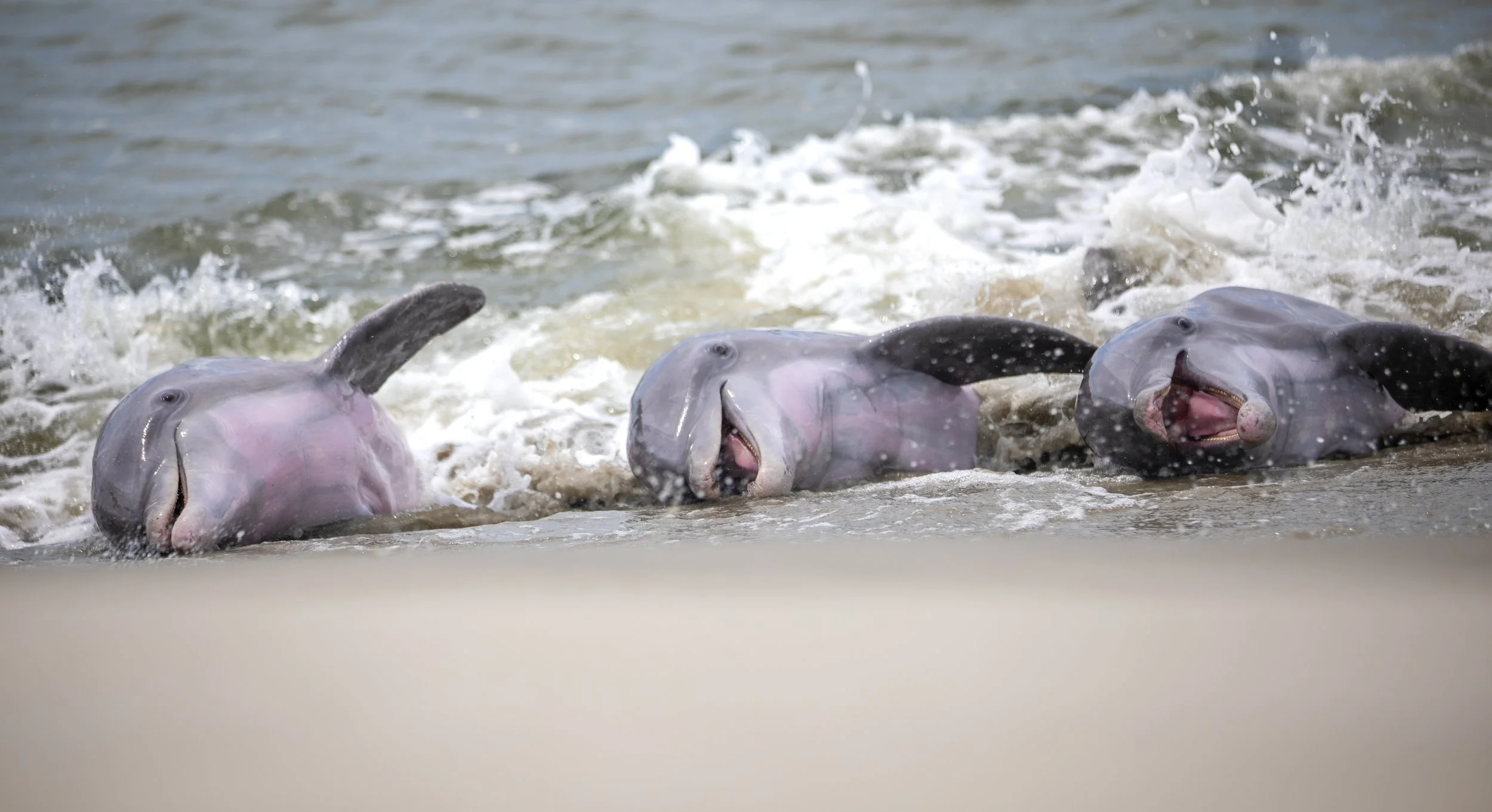 Strand-Feeding Bottlenose Dolphins