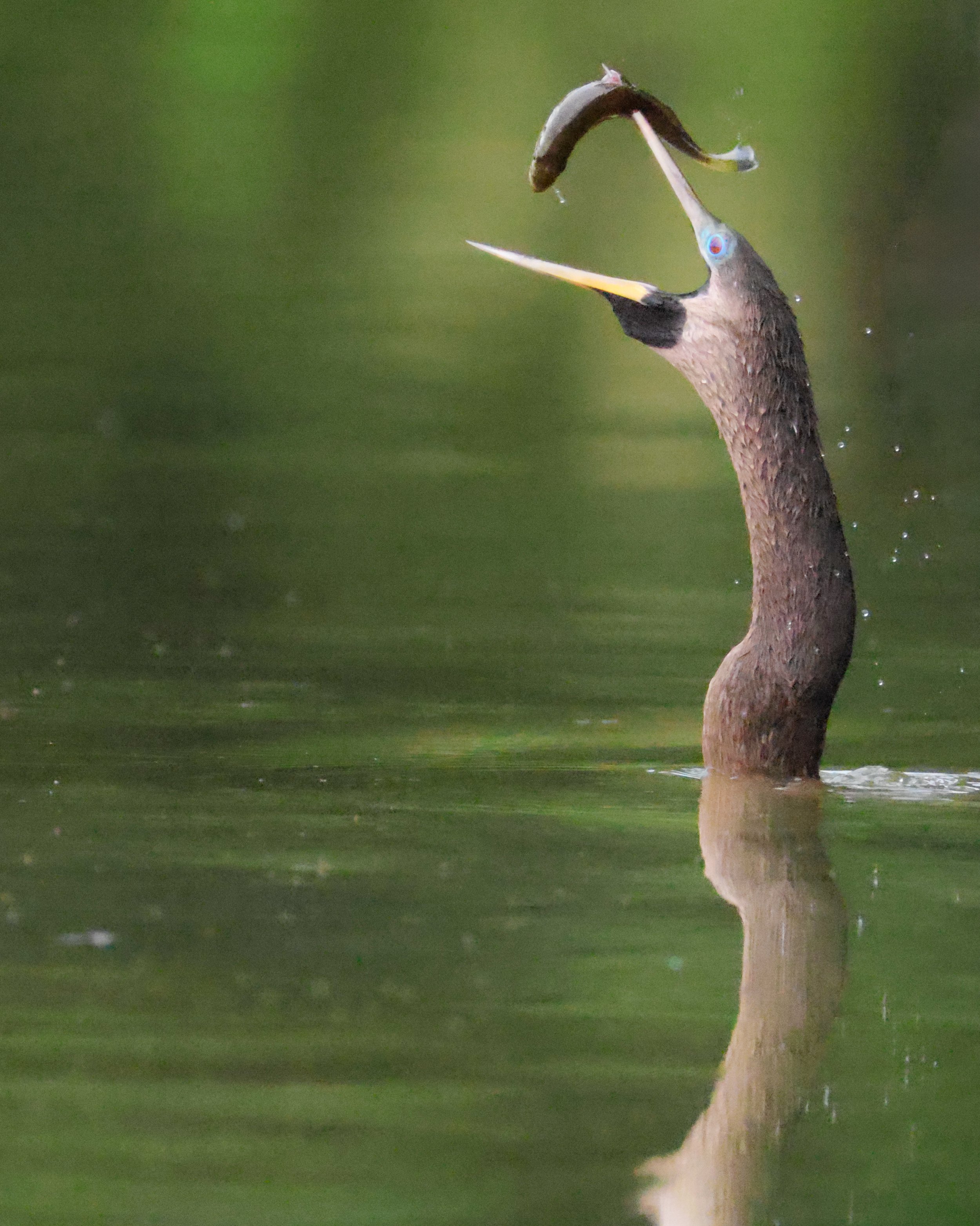 The Catch — Female Anhinga