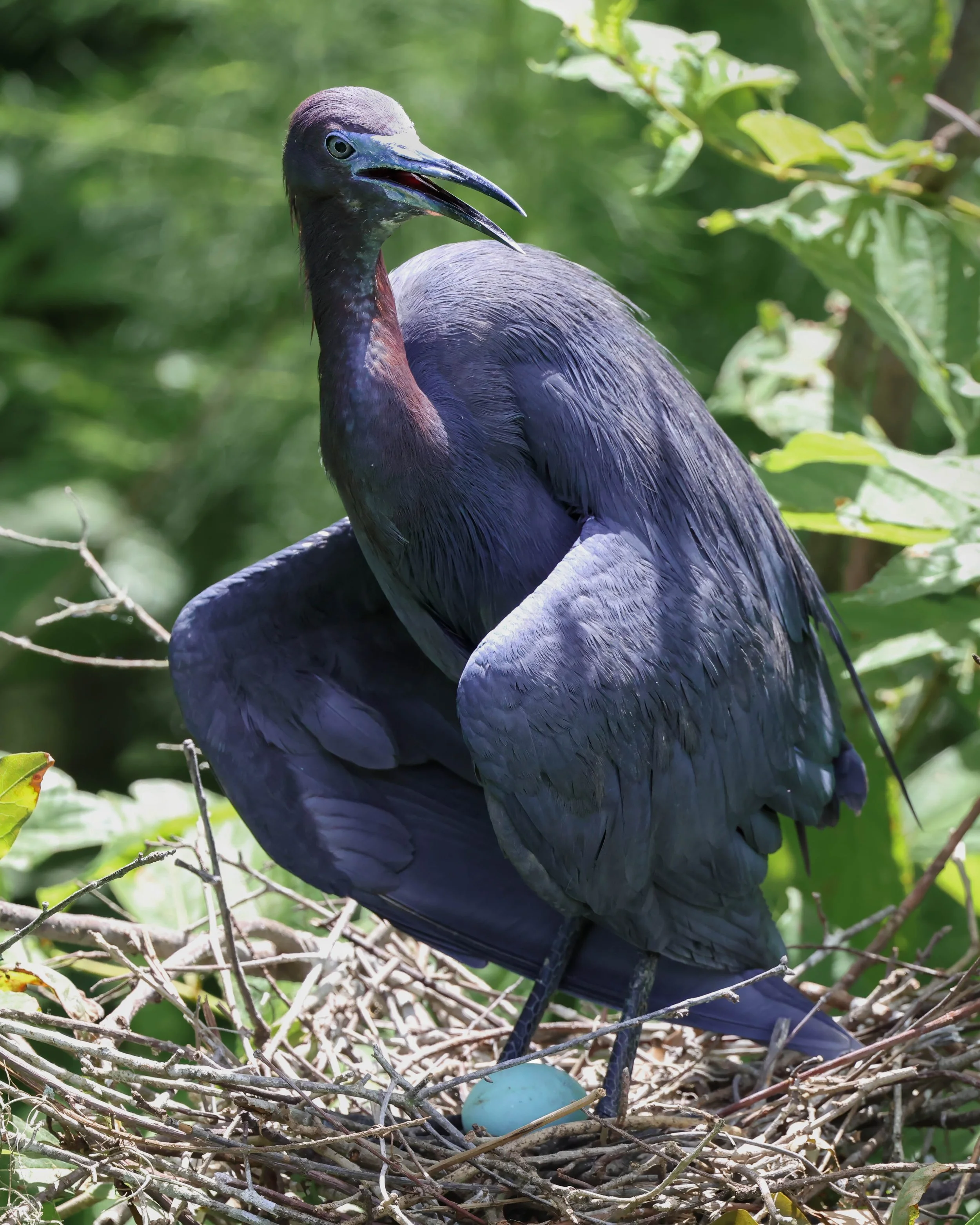 The Watchman — Little Blue Heron