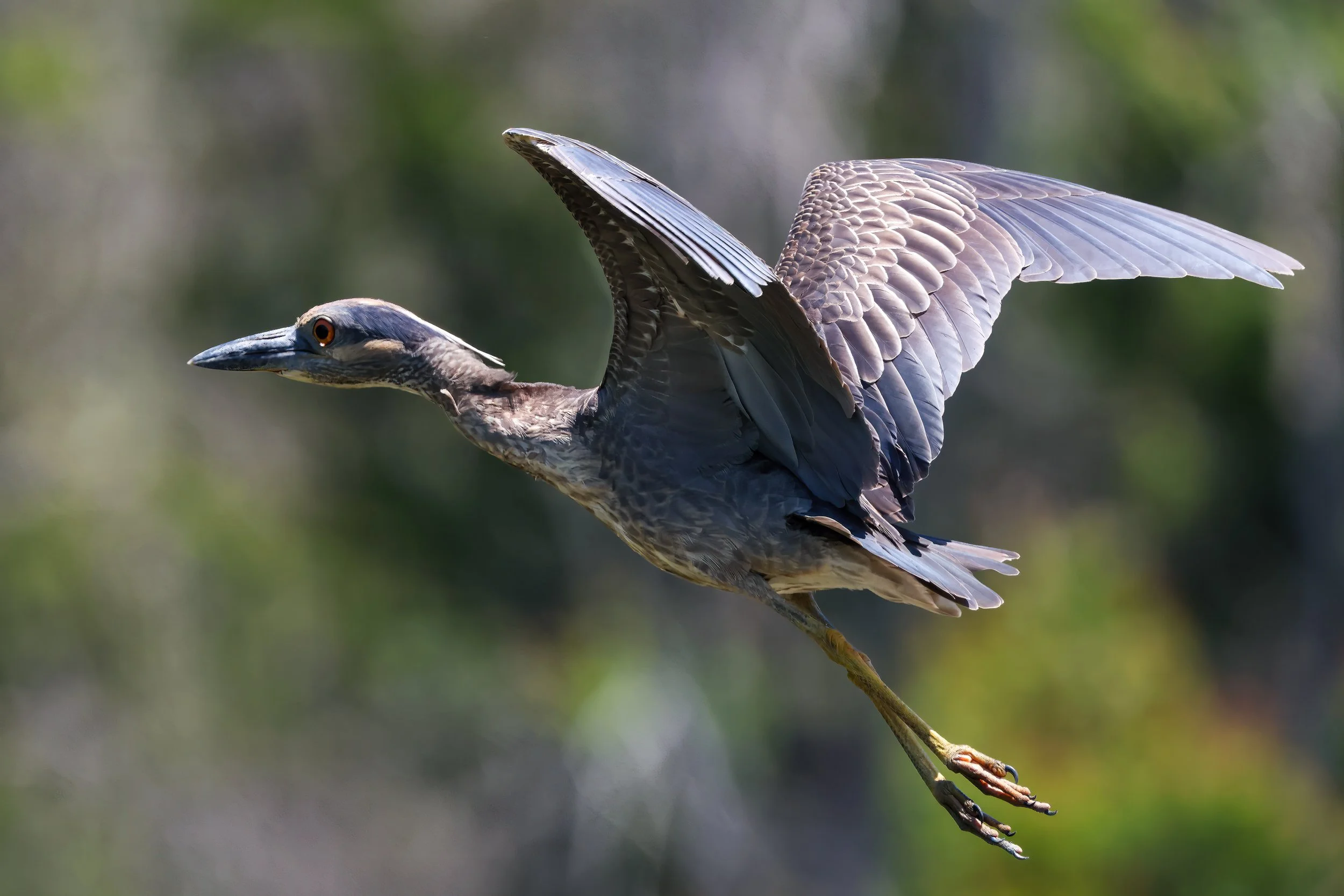 In Pursuit — Yellow-crowned Night-Heron