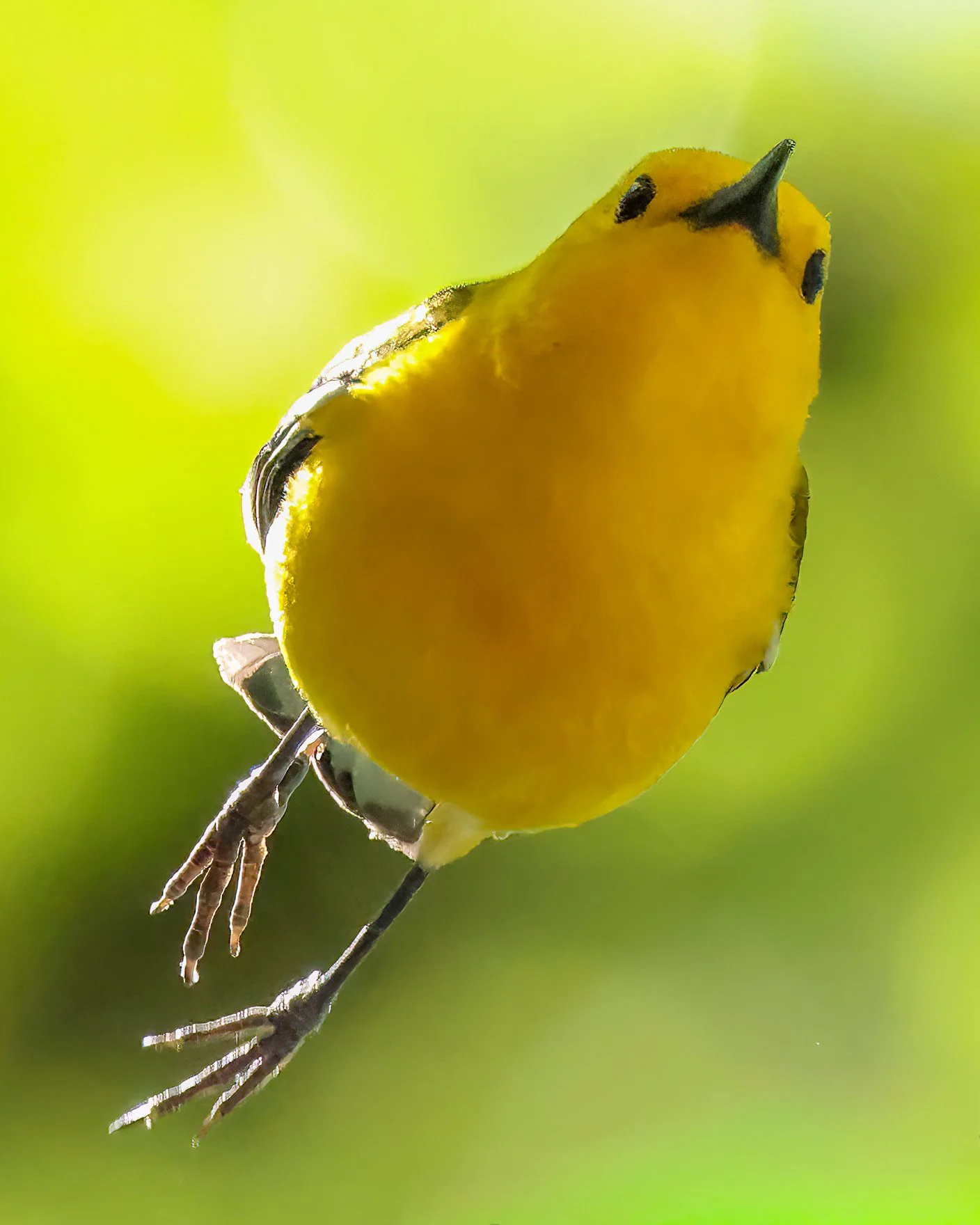 Kinetic Gold — Prothonotary Warbler