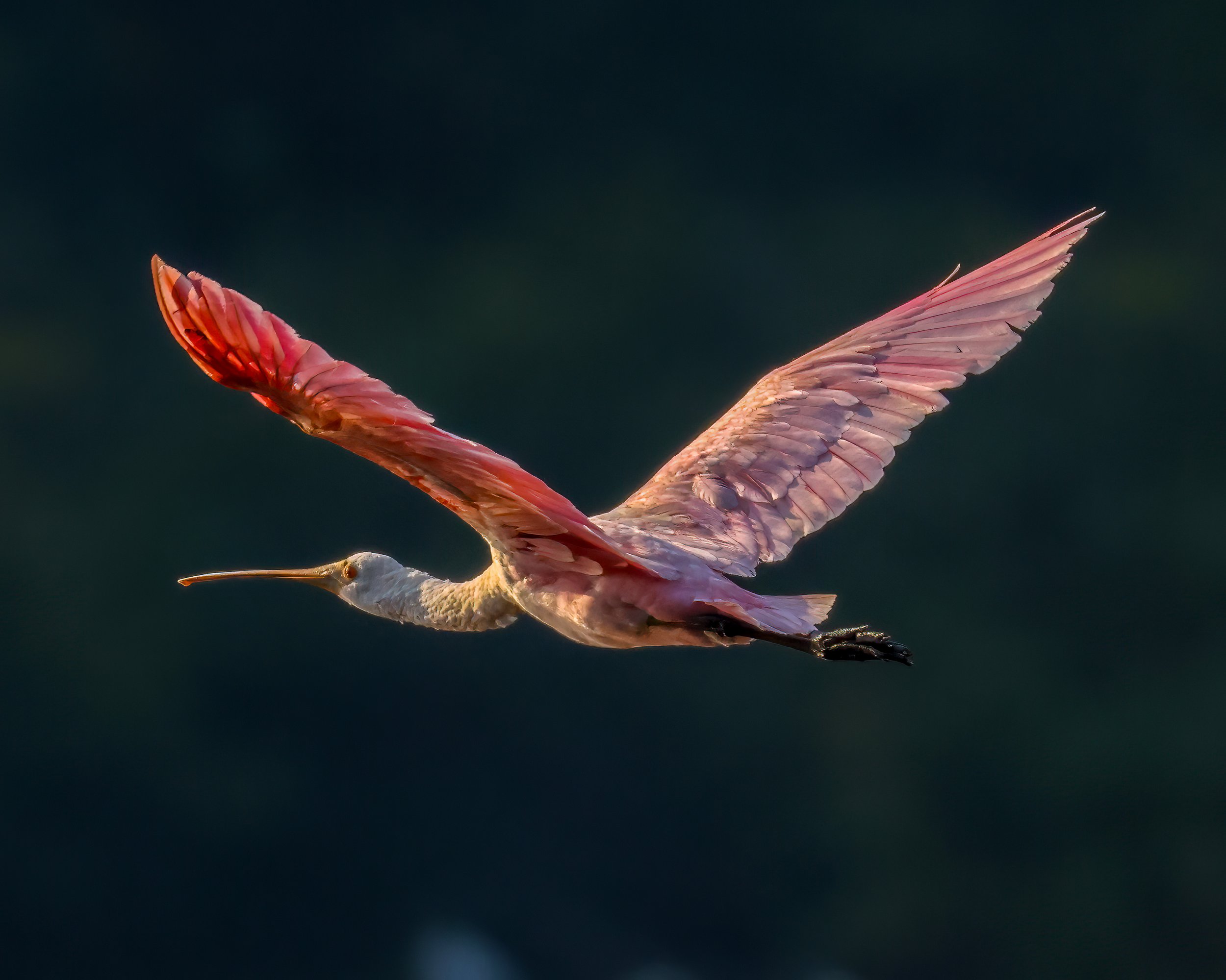 Rosy Horizon — Roseate Spoonbill