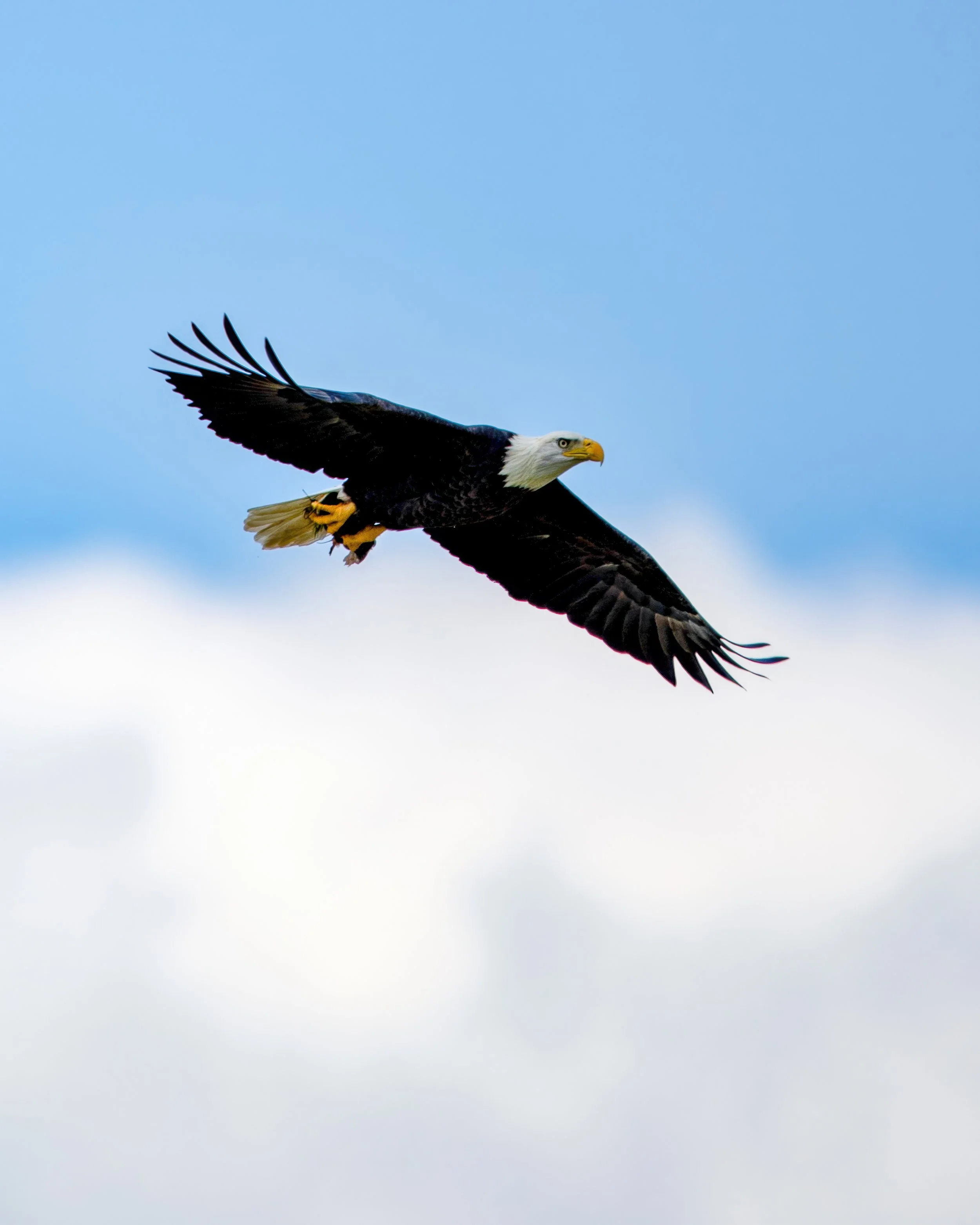 High Patrol — Bald Eagle in Flight