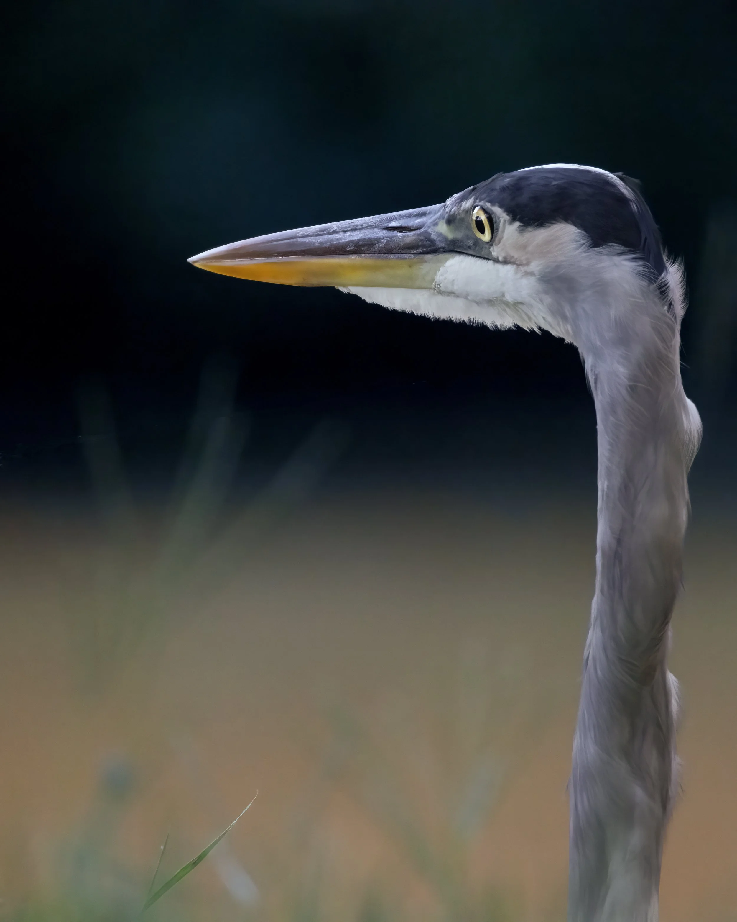Ascendant - Great Blue Heron