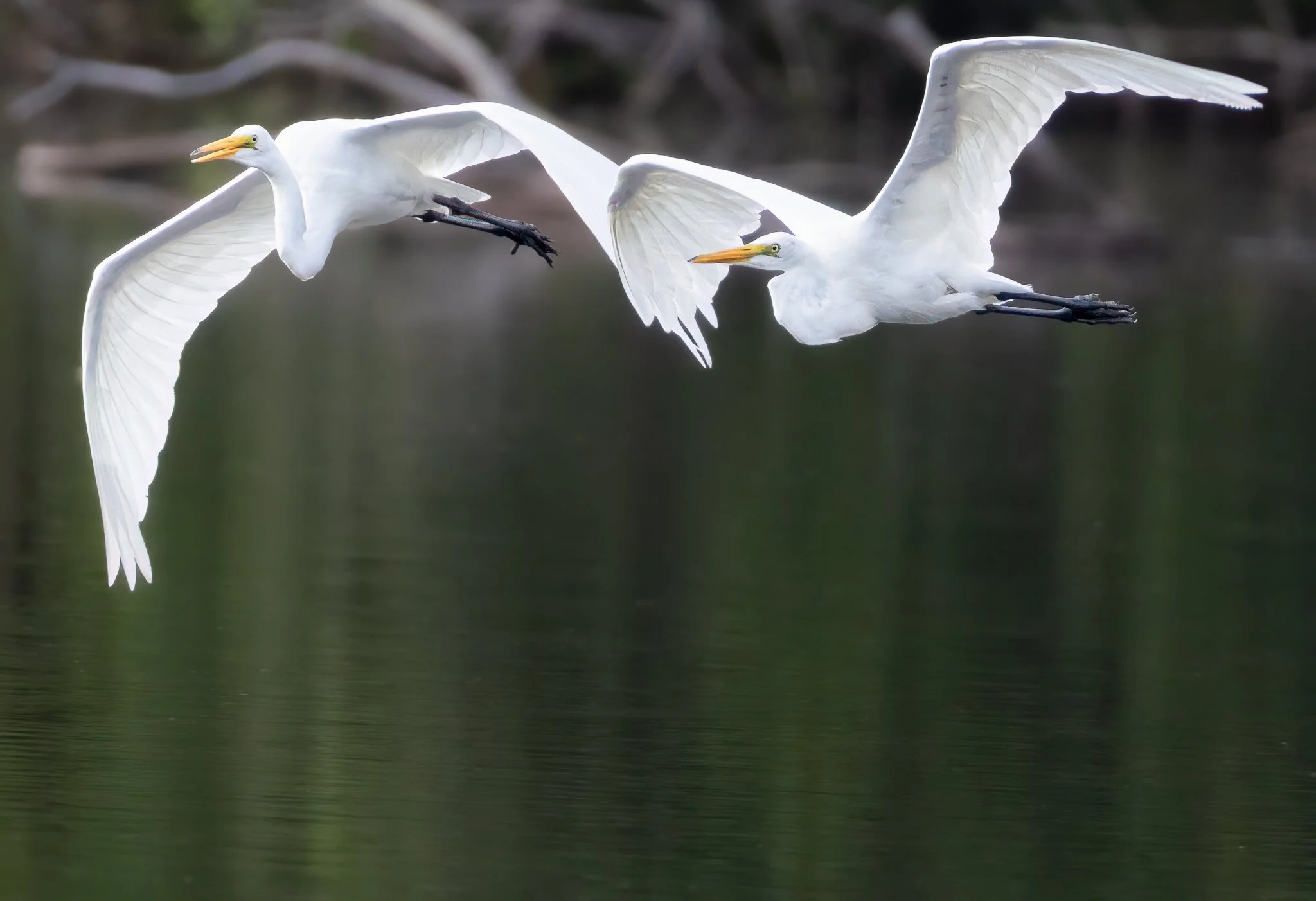 Synchronicity - Great Egret Pair